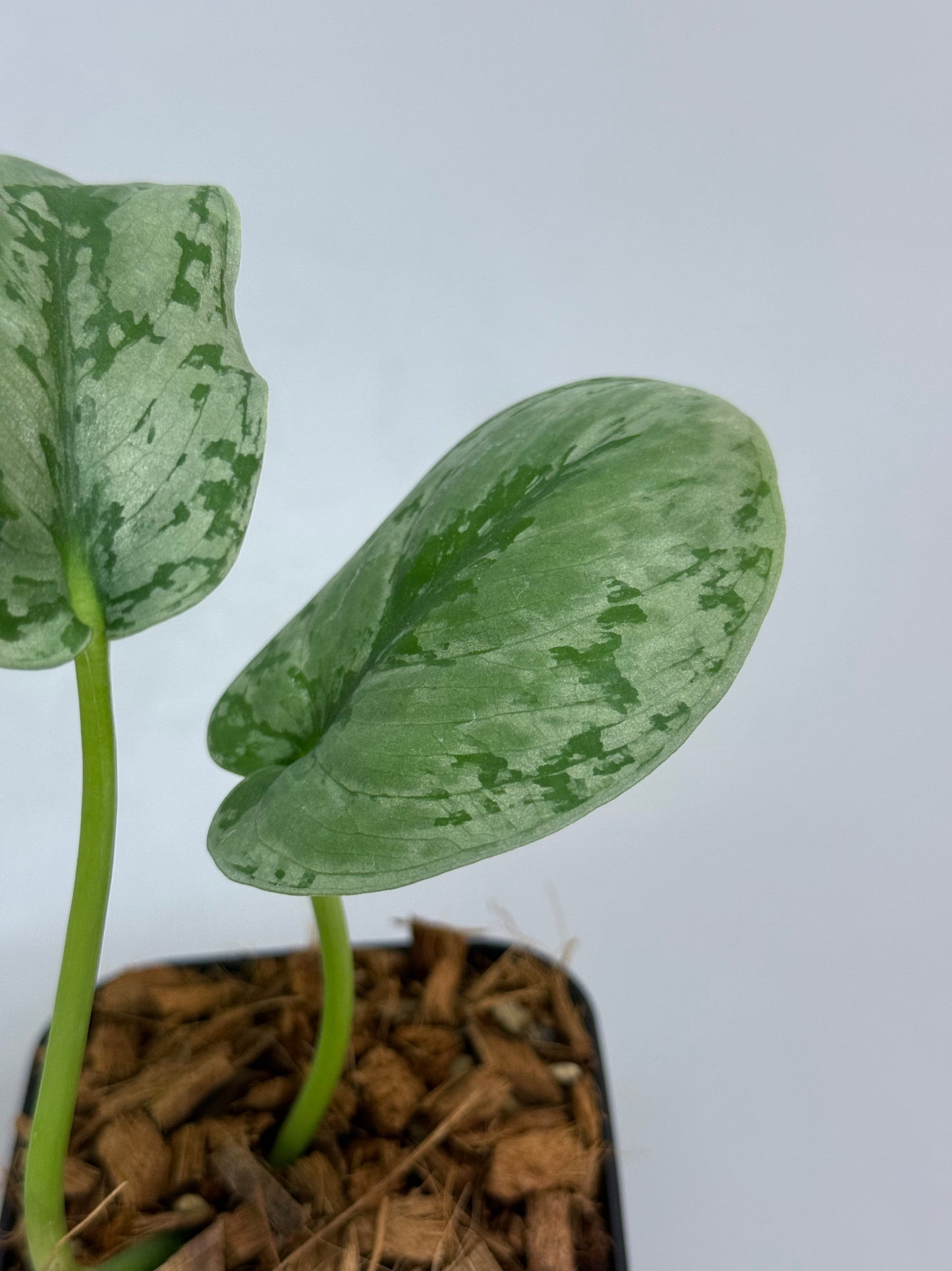 スキンダプサス sp.ジャンビ / Scindapsus sp.jambi (1)