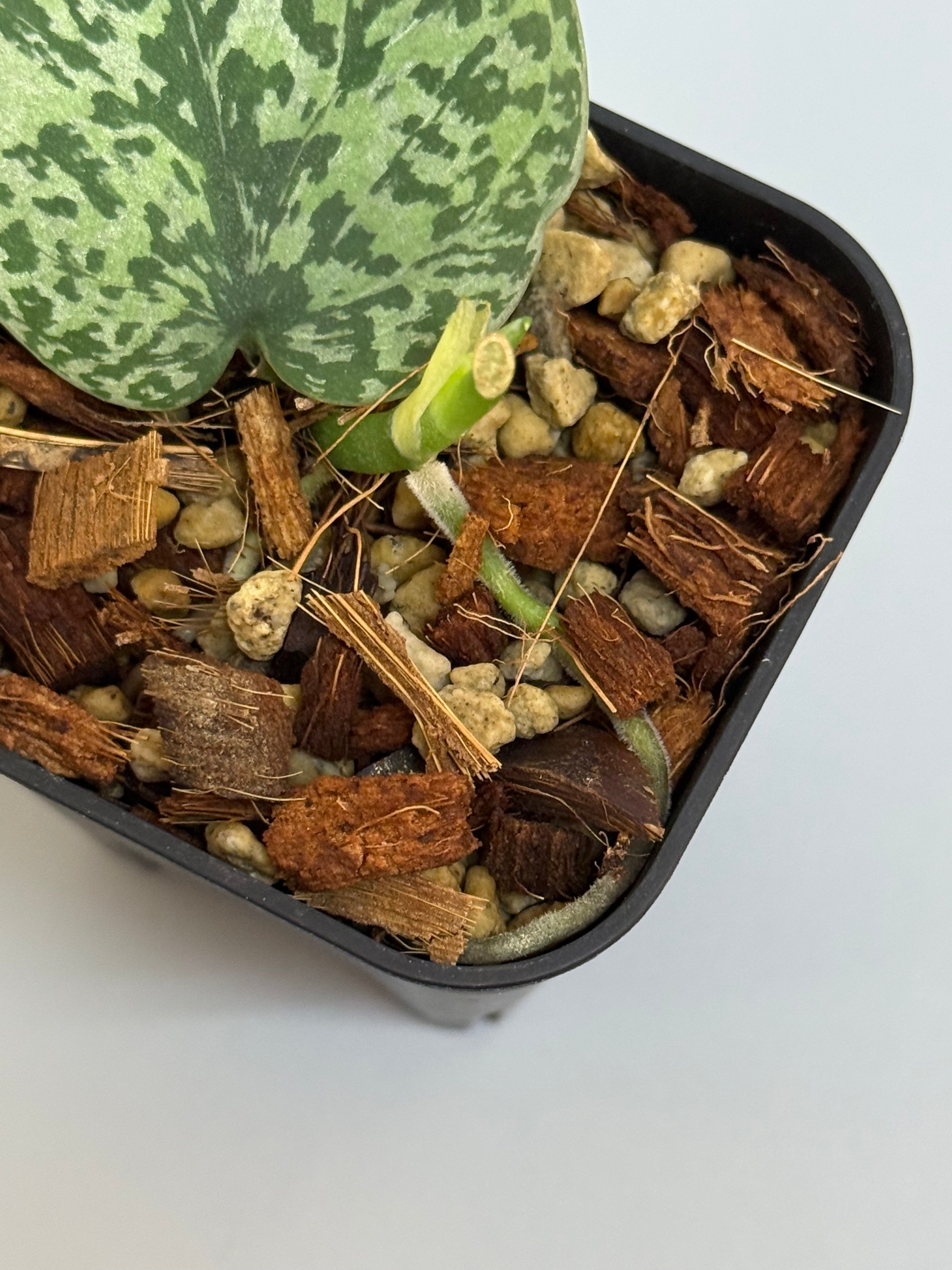 スキンダプサス　マハリカ　オールハーフ ダークのおまけ付き　1 2025年最新】スキンダプサス マヤリの人気アイテム - メルカリ