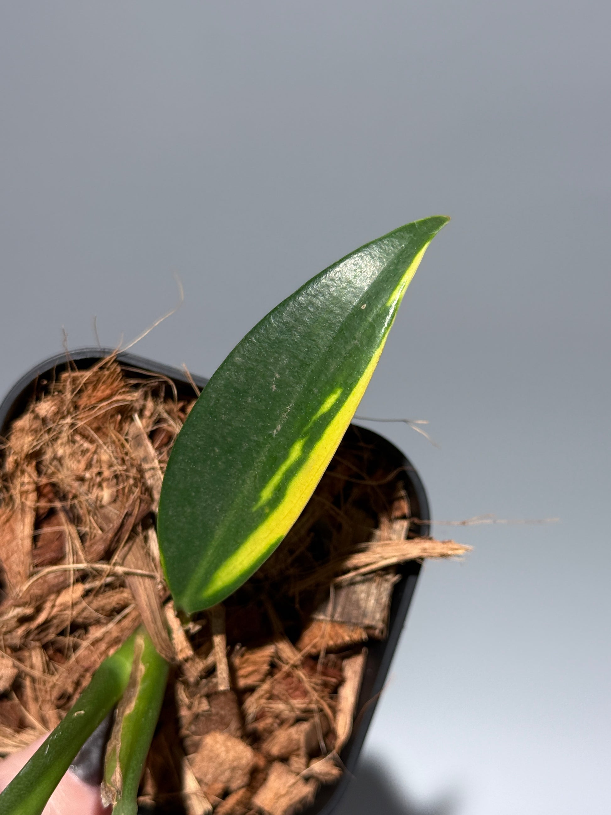 スキンダプサス コリアセウス イエロー / Scindapsus coriaceus yellow (1)