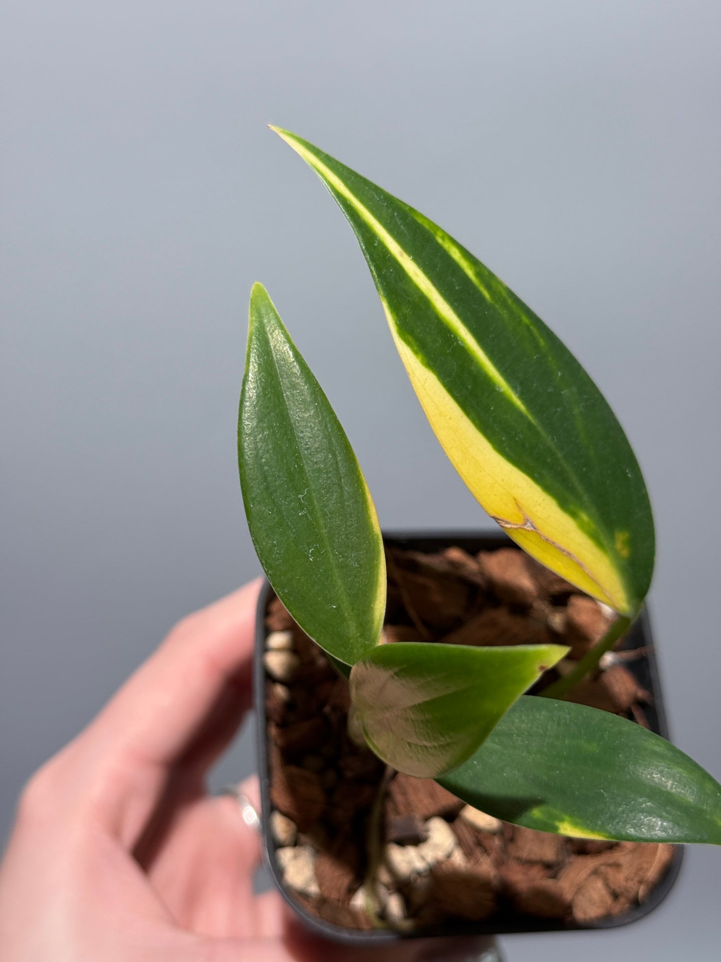 スキンダプサス コリアセウス イエロー / Scindapsus coriaceus yellow (2)