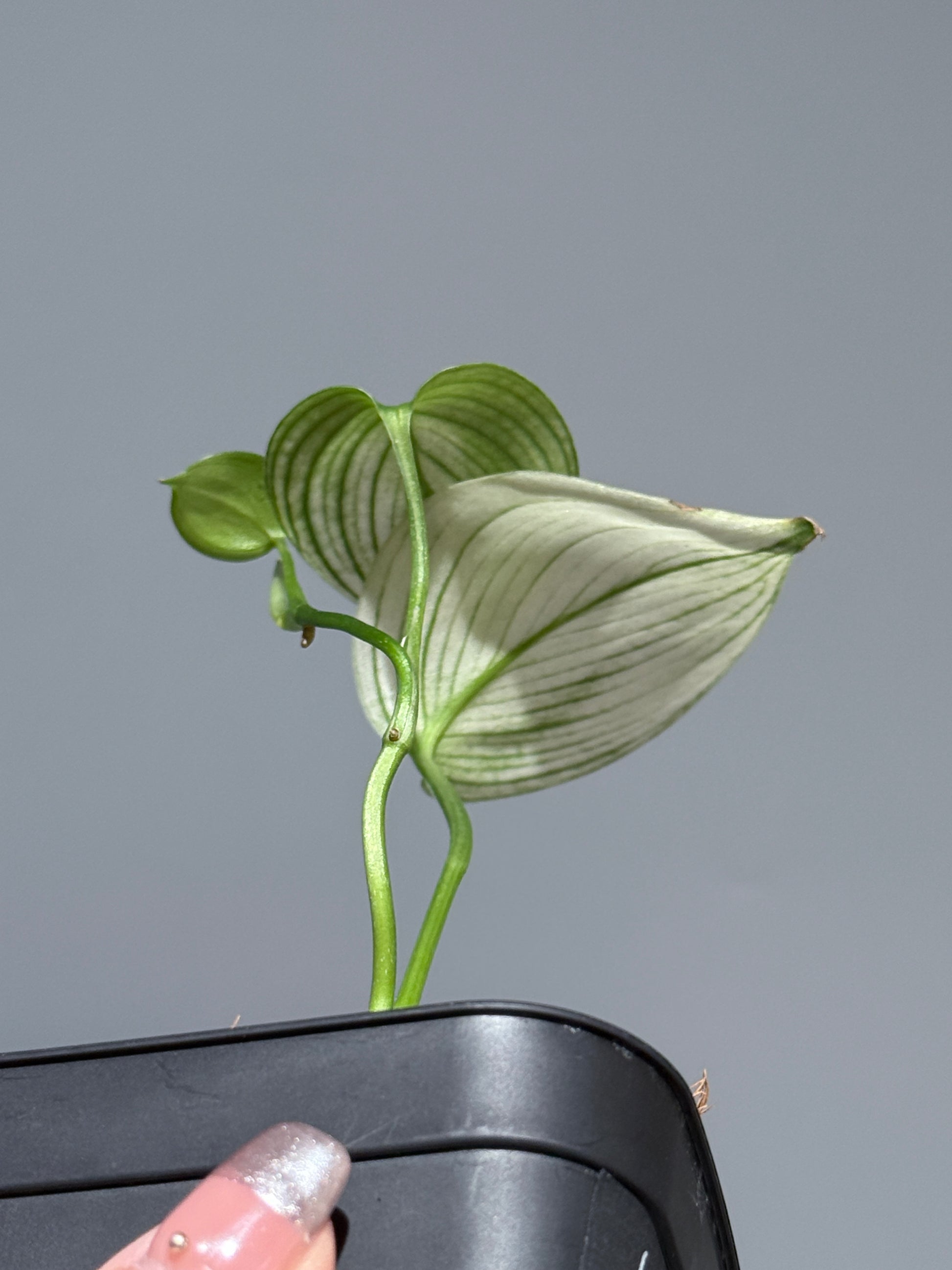 スキンダプサス ホワイトモンスター / Scindapsus whitemonster (1)