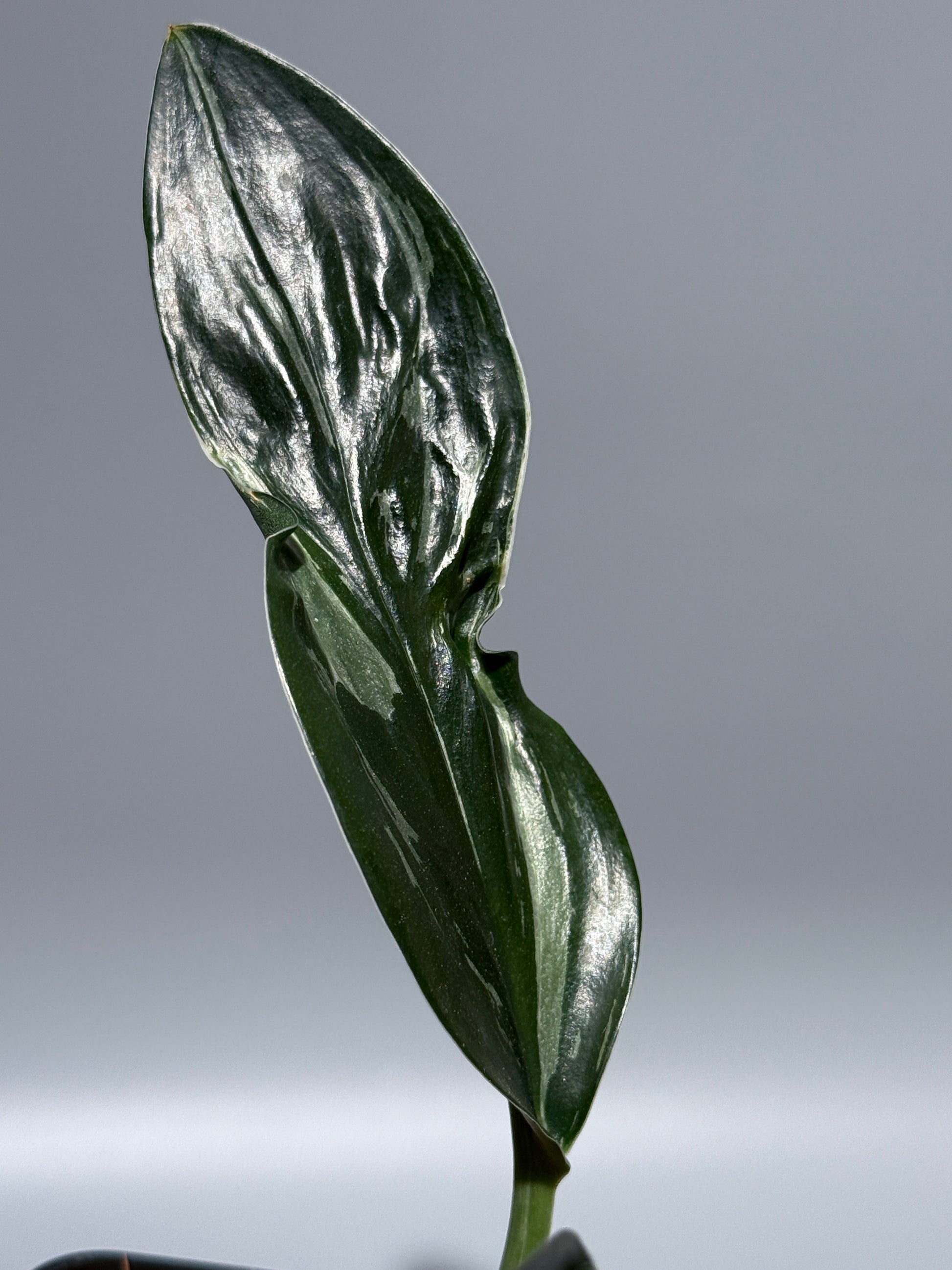 スキンダプサス トレビー ダークフォーム ミューテーション/Scindapsus Treubii darkform mutation (2)