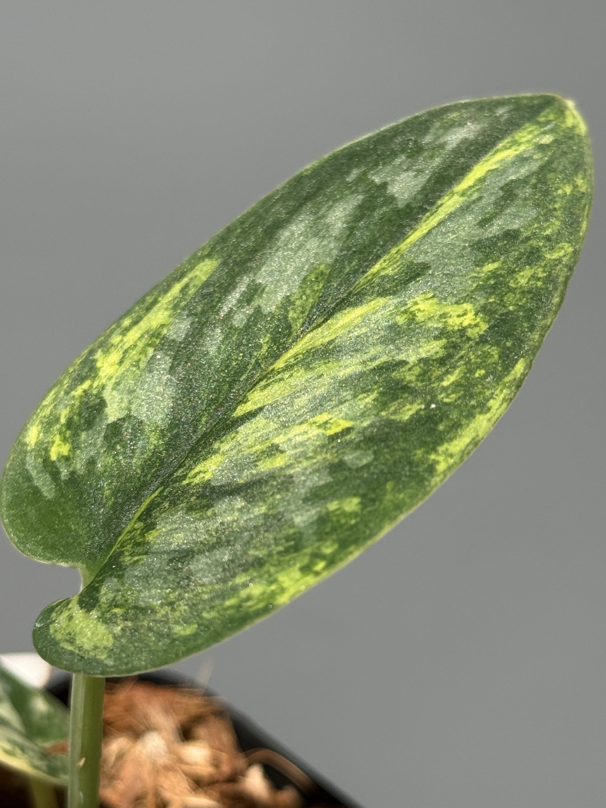 スキンダプサス グリーン ダイヤモンド / Scindapsus Green diamond (1)