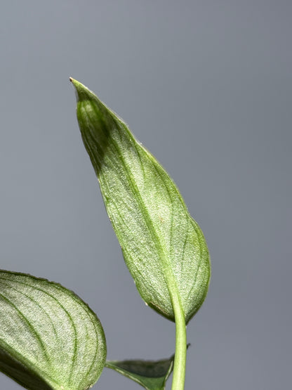 スキンダプサス パイソン ミント / Scindapsus Python mint (1)