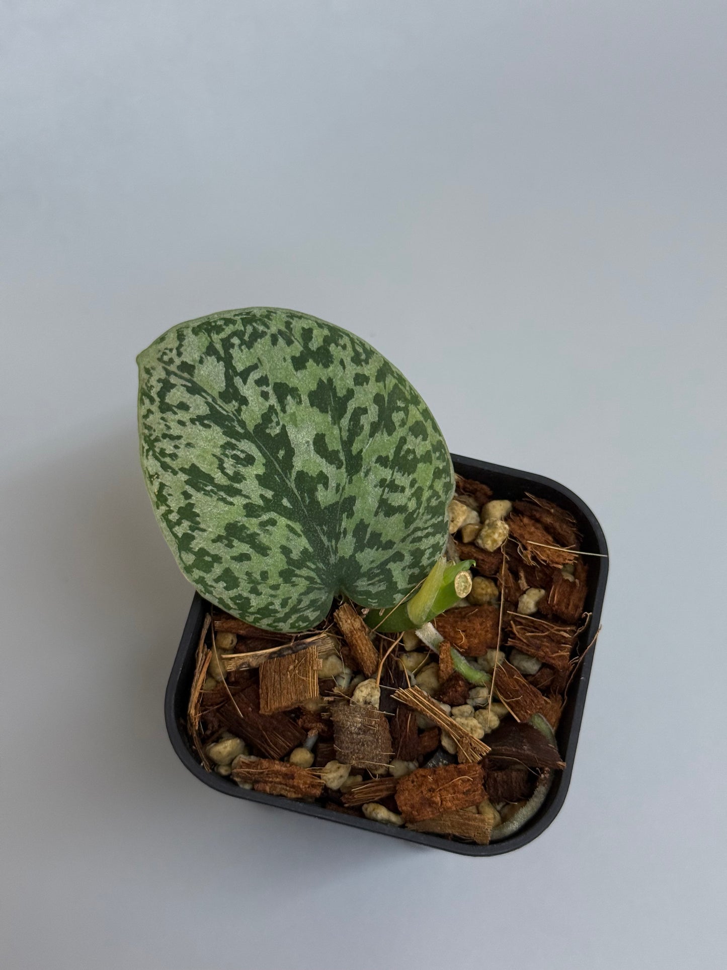 スキンダプサス トリカラー シルバー  / Scindapsus tricolor silver  (1)