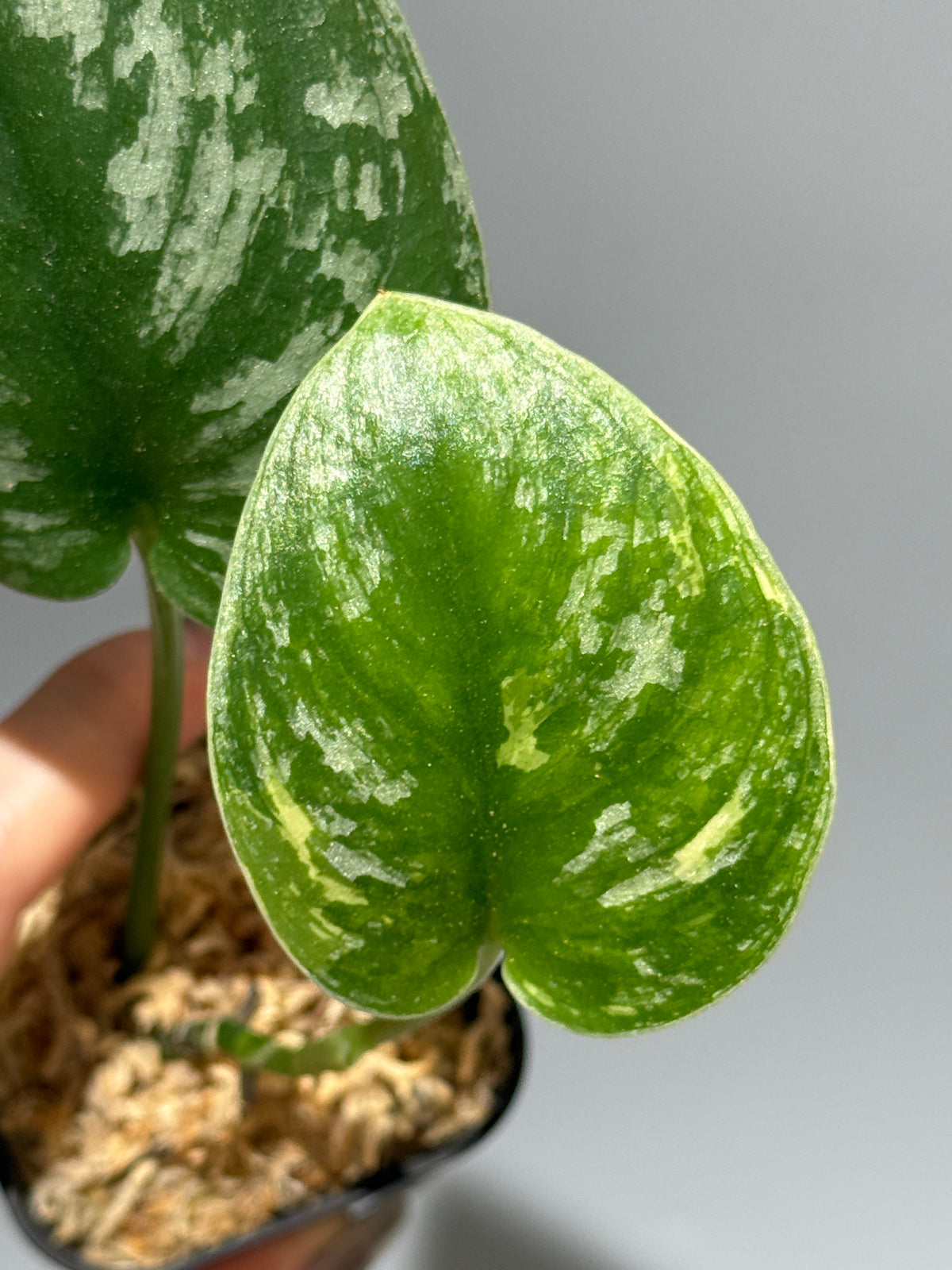 スキンダプサス  Sp.カリマンタン / Scindapsus Sp.Kalimantan (2)