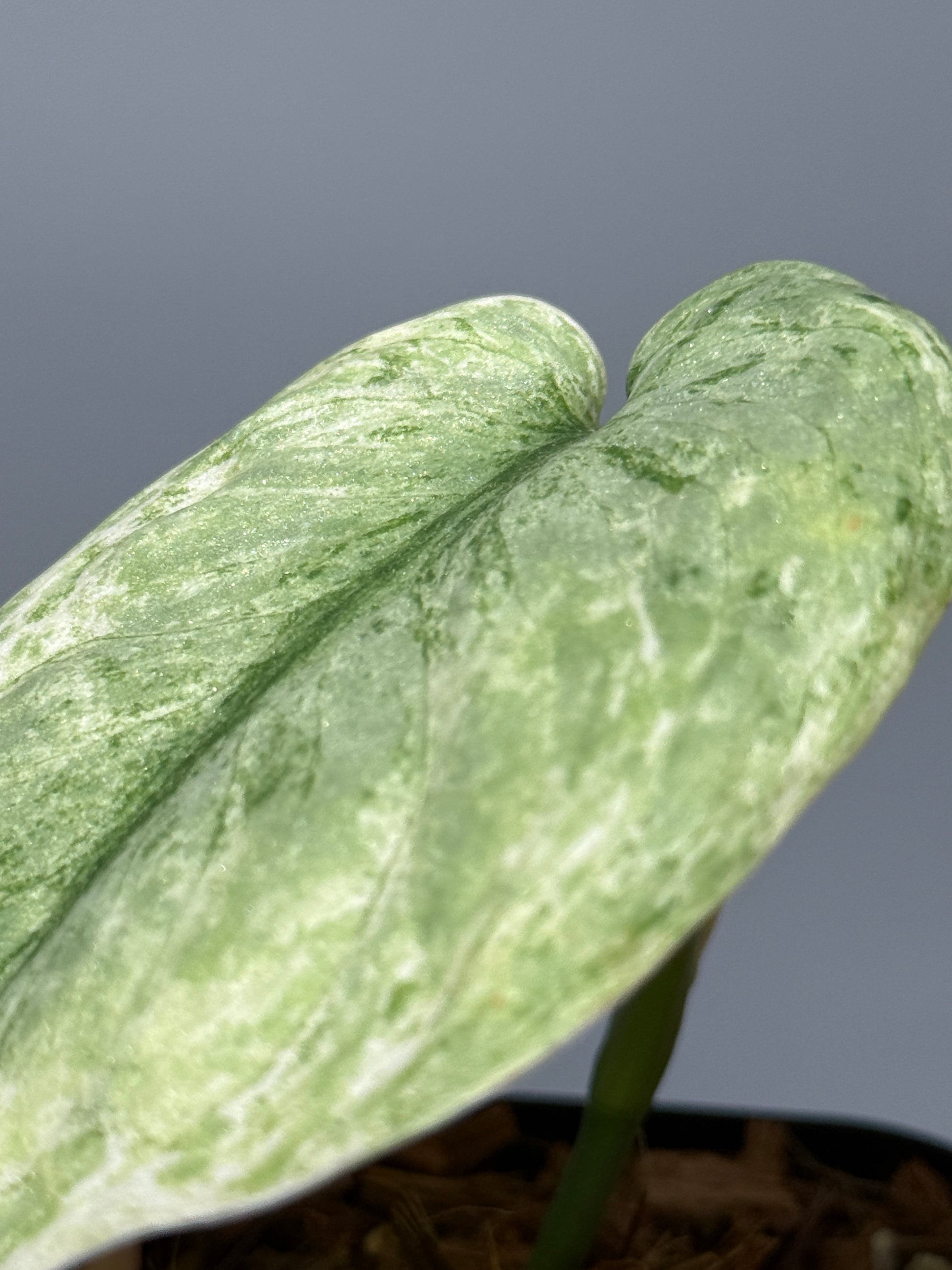 スキンダプサス ブルー スカイ/Scindapsus Blue sky  (1)