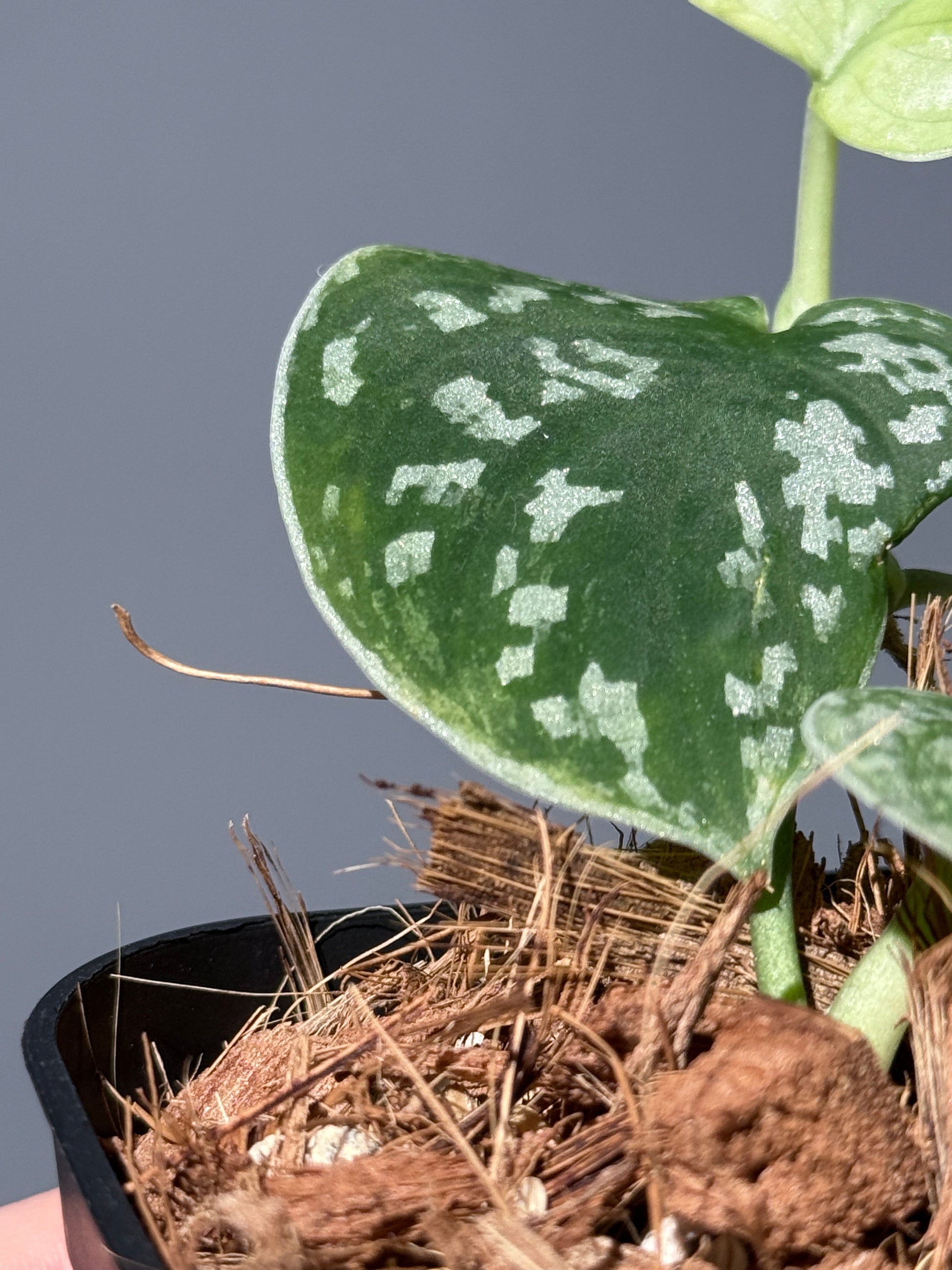 スキンダプサス ネビュラ / Scindapsus Nebula (2)