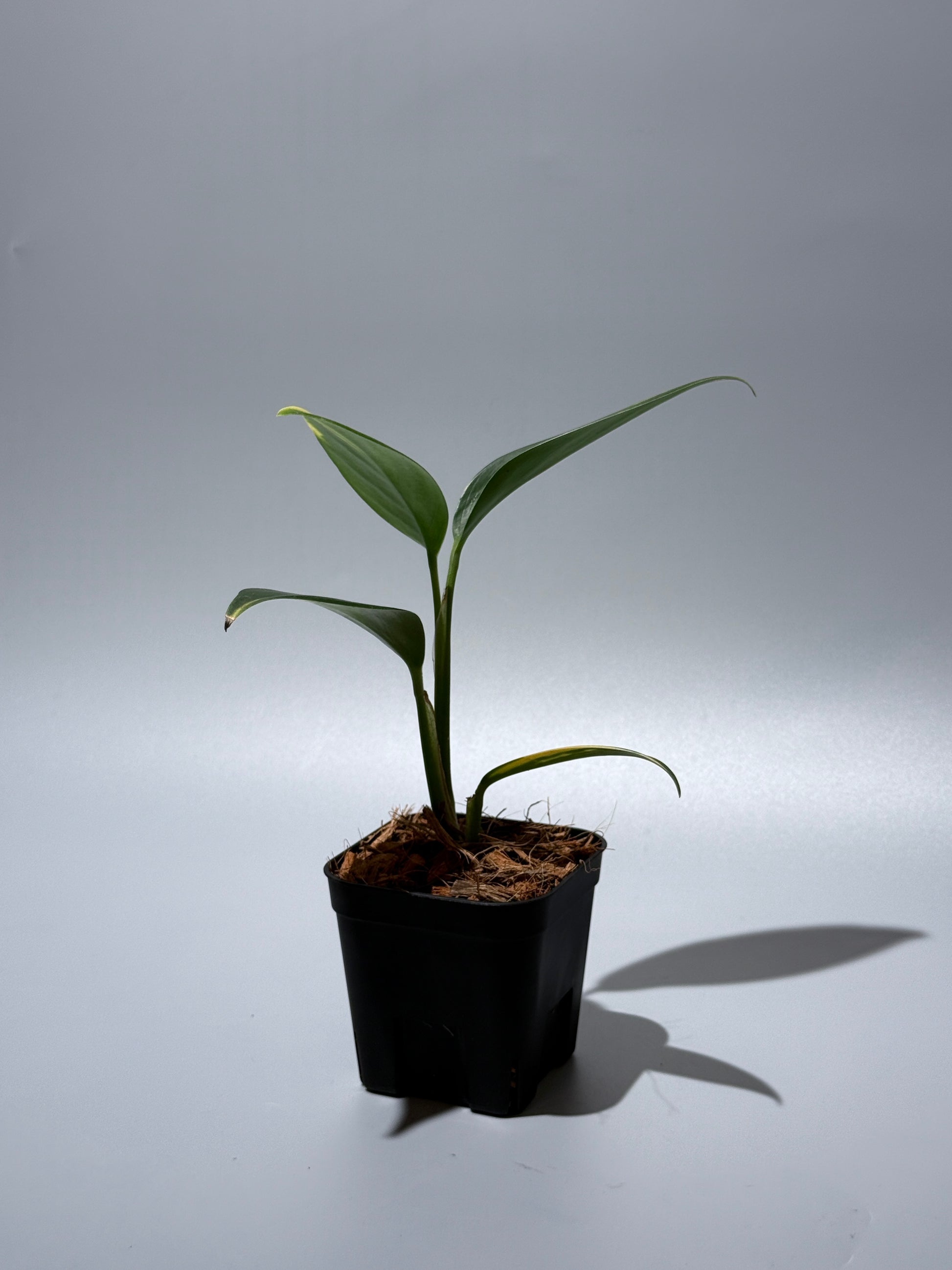 スキンダプサス コリアセウス イエロー / Scindapsus coriaceus yellow (1)