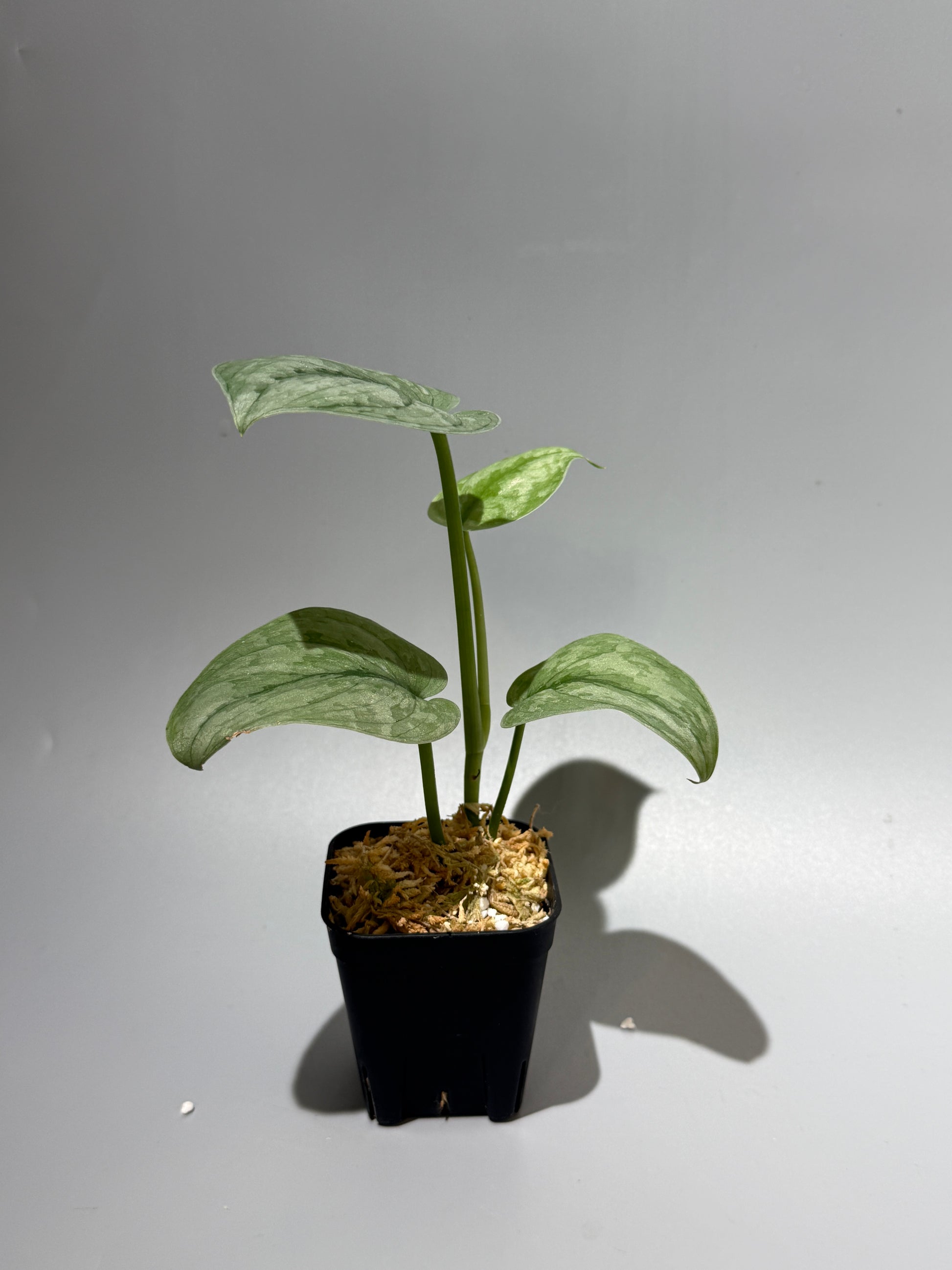 スキンダプサス Sp.バニュマス / Scindapsus Sp.Banyumas (2)
