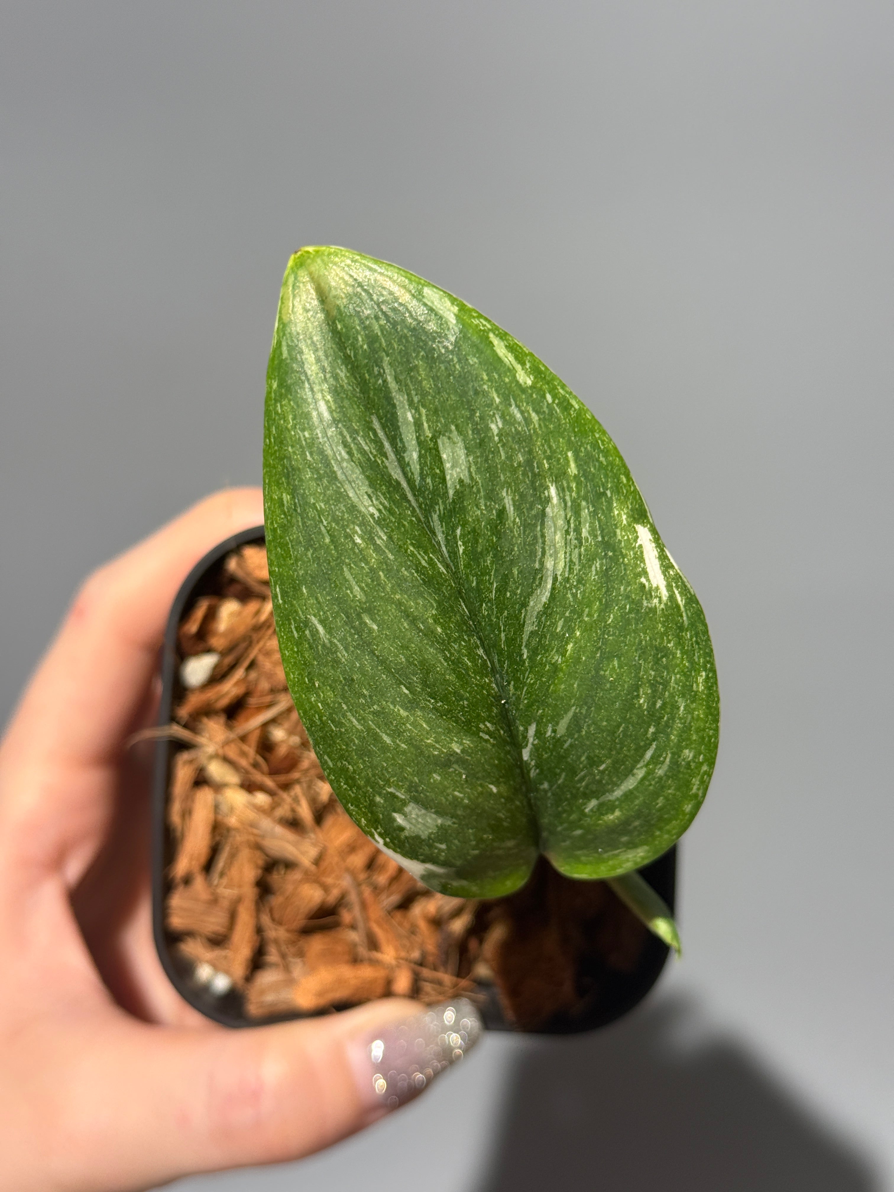スキンダプサス　綺麗な斑入り　セットH3 楽天市場】スキンダプサス（花・観葉植物｜花・ガーデン・DIY）の通販