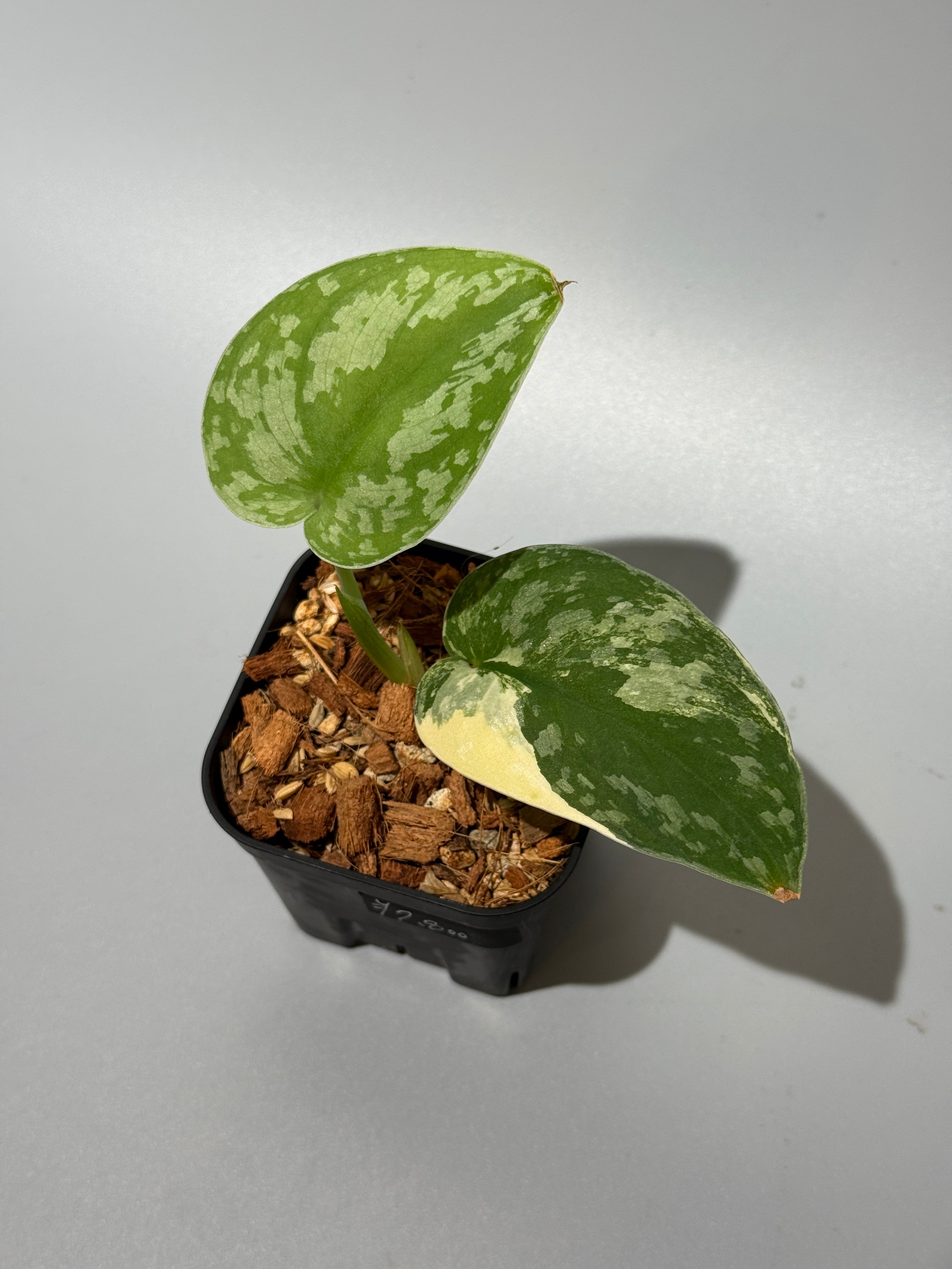 新着商品 – Nakayama-Plants