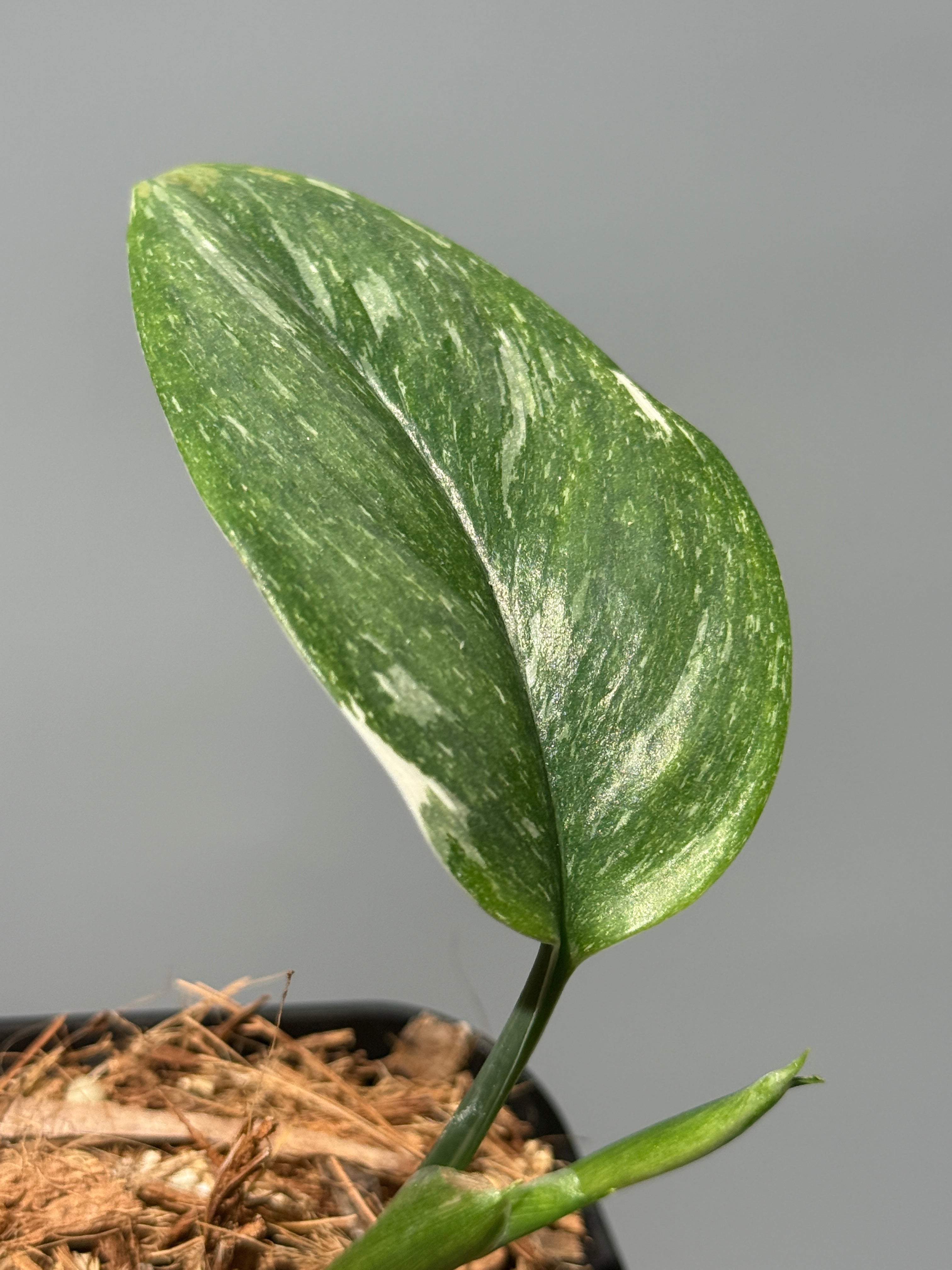 スキンダプサス　綺麗な斑入り　セットH3 Nakayama Plants公式オンラインストア｜スキンダプサス専門店