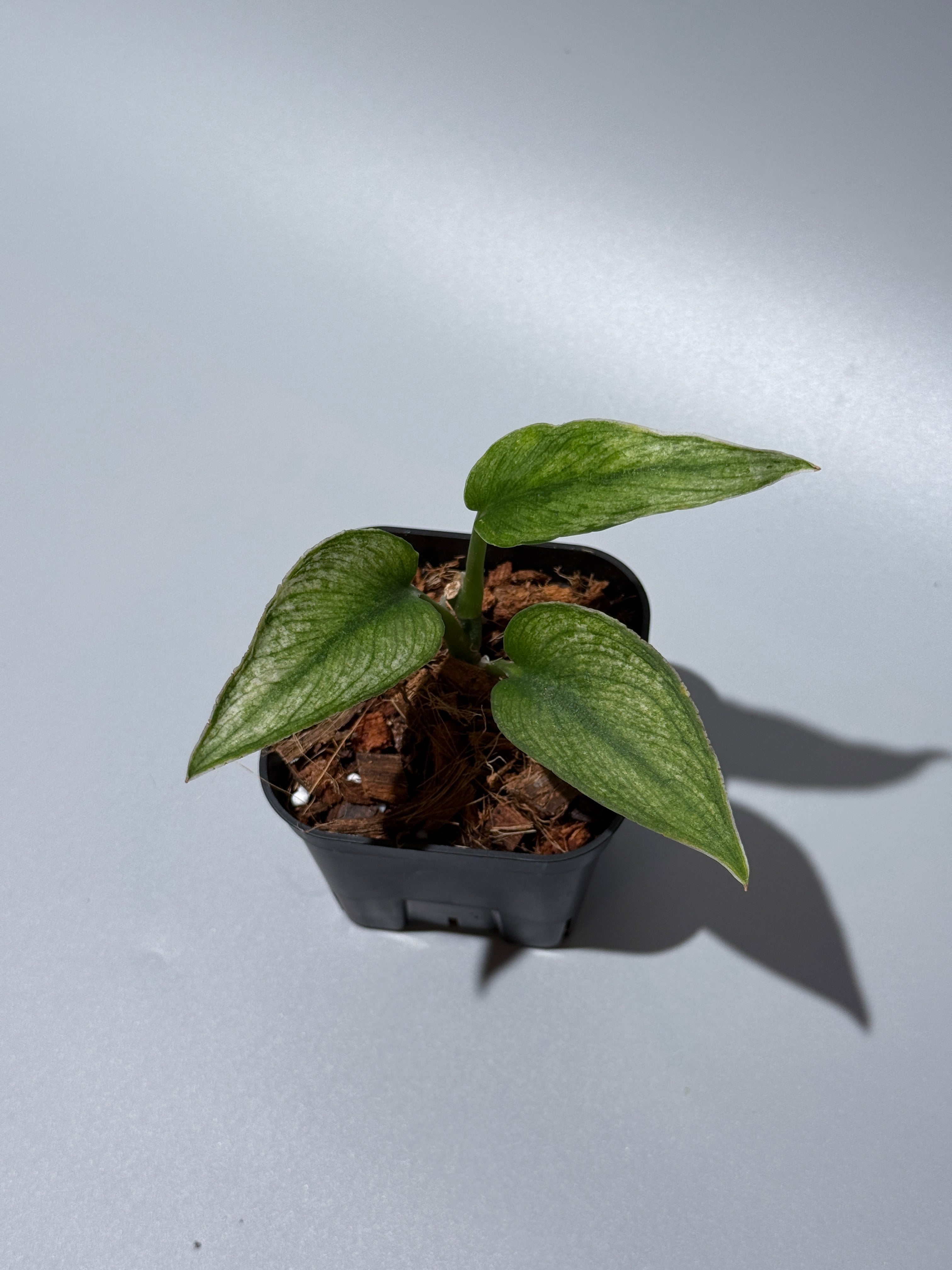 スキンダプサス パイソン ミント / Scindapsus Python mint (1