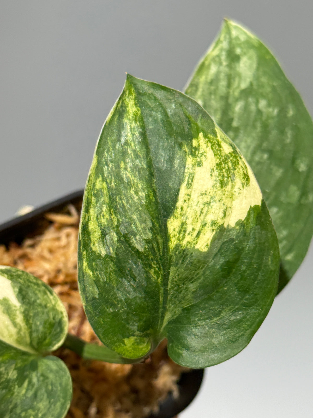スキンダプサス エキゾチカ サラカ トリカラー  / Scindapsus Exotica salaka toricolor (1)