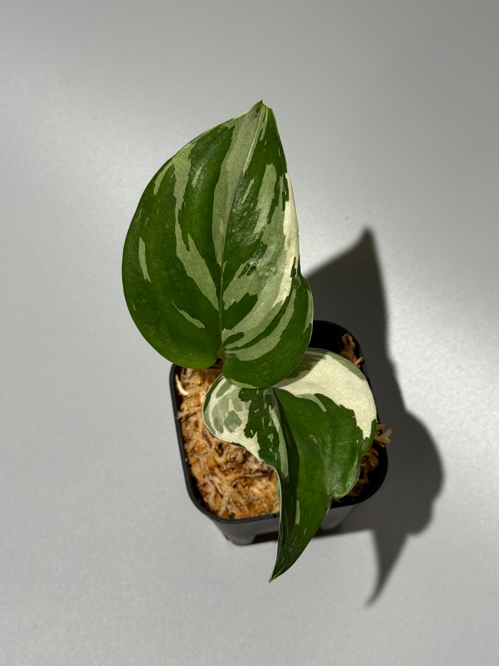 スキンダプサス トレビー ムーンライト 斑入り  / Scindapsus treubii moonlight var. (2)