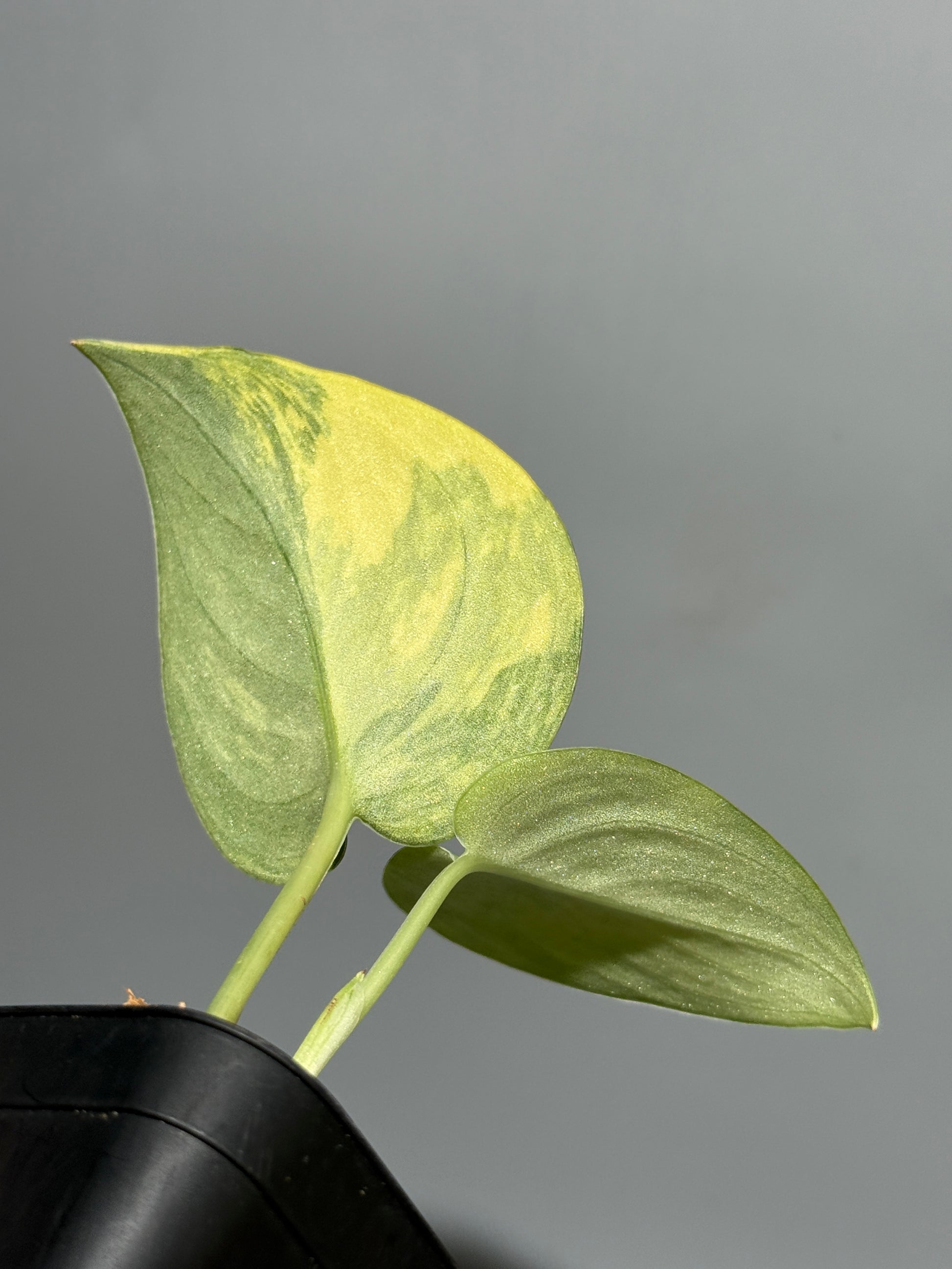 スキンダプサス グリーン ダイヤモンド / Scindapsus Green diamond (2)