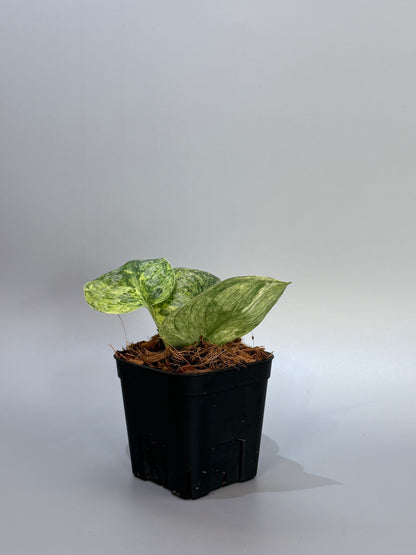 スキンダプサス テンバガ  / Scindapsus Tembaga (4)