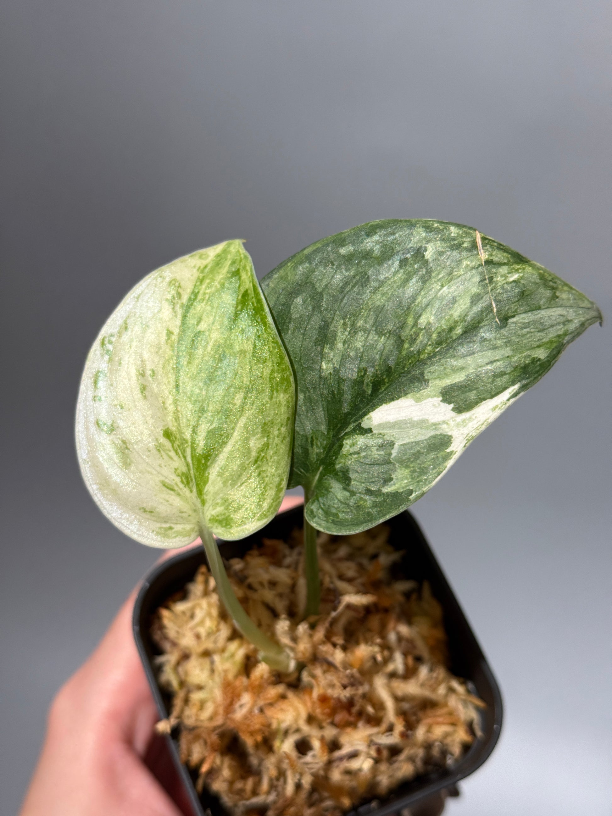 スキンダプサス ブルークラウド トリカラー / Scindapsus Exotica cloud tricolor (1)