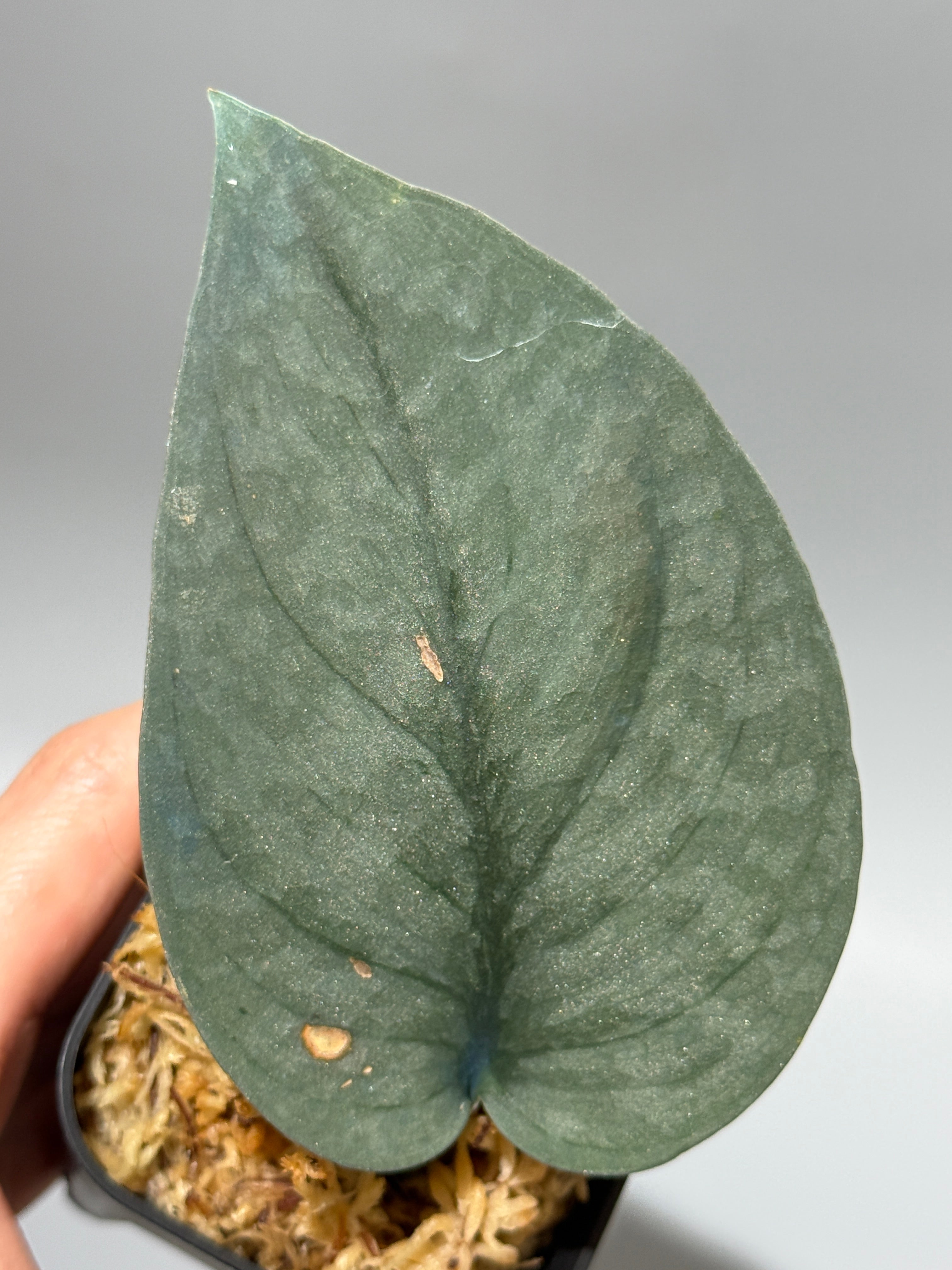 All Plants – Nakayama-Plants