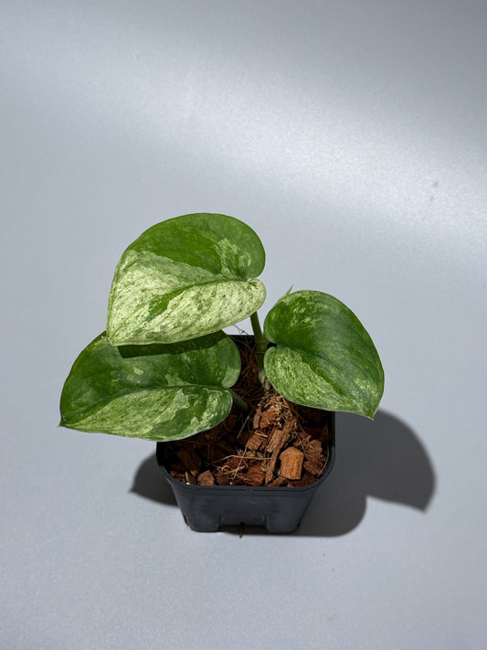 スキンダプサス マーブルクイーン  / Scindapsus Marblequeen (1)