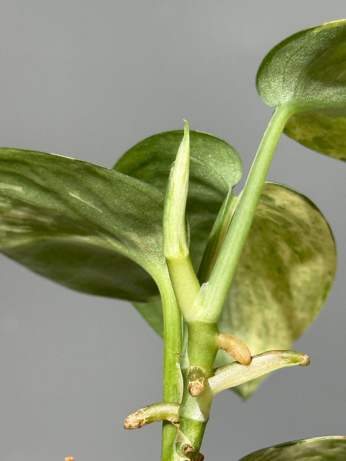 スキンダプサス エキゾチカ サラカ トリカラー  / Scindapsus Exotica salaka toricolor (1)