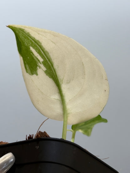 スキンダプサス マヤリ / Scindapsus mayari (4)