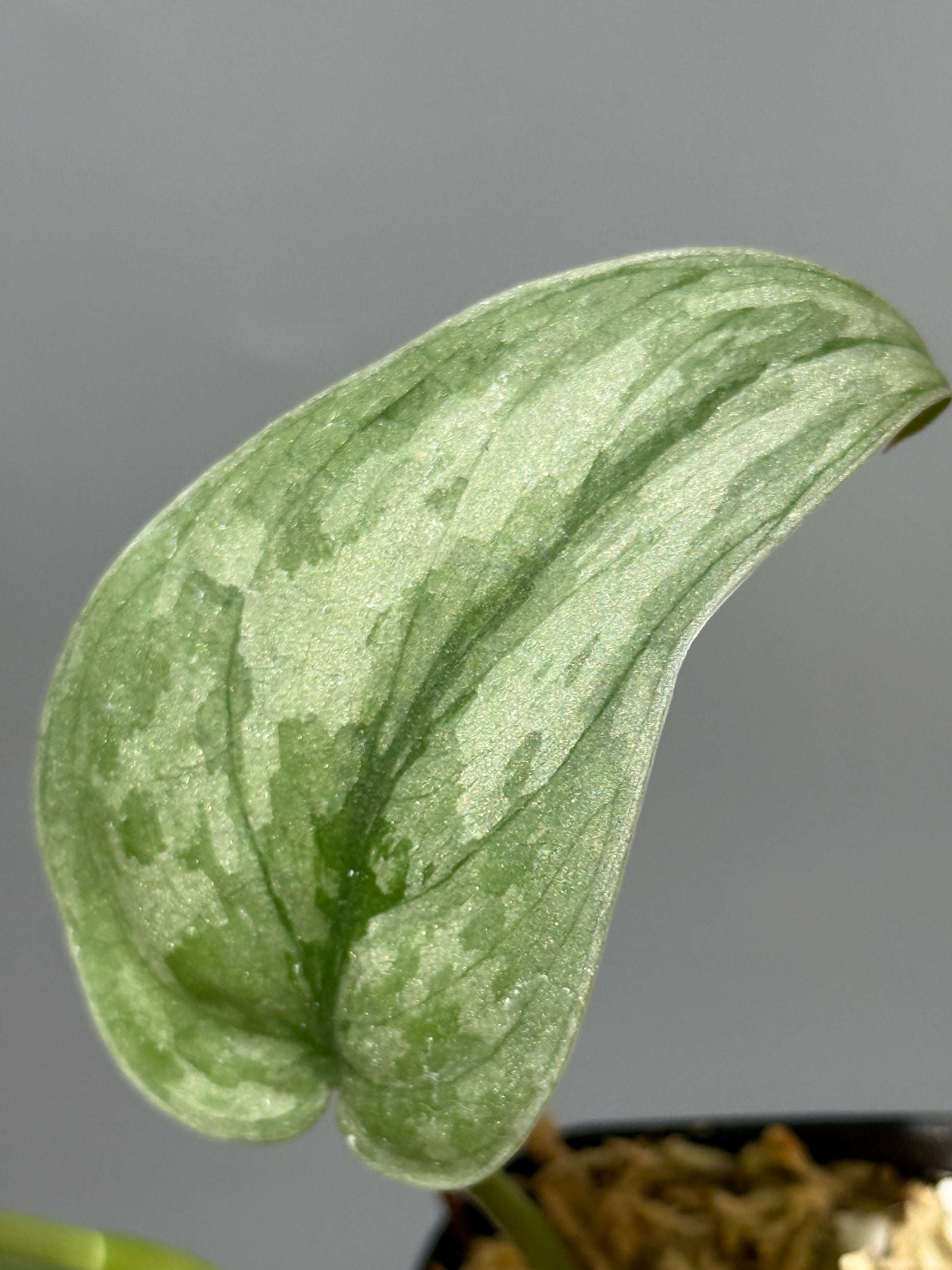 スキンダプサス Sp.バニュマス / Scindapsus Sp.Banyumas (2)