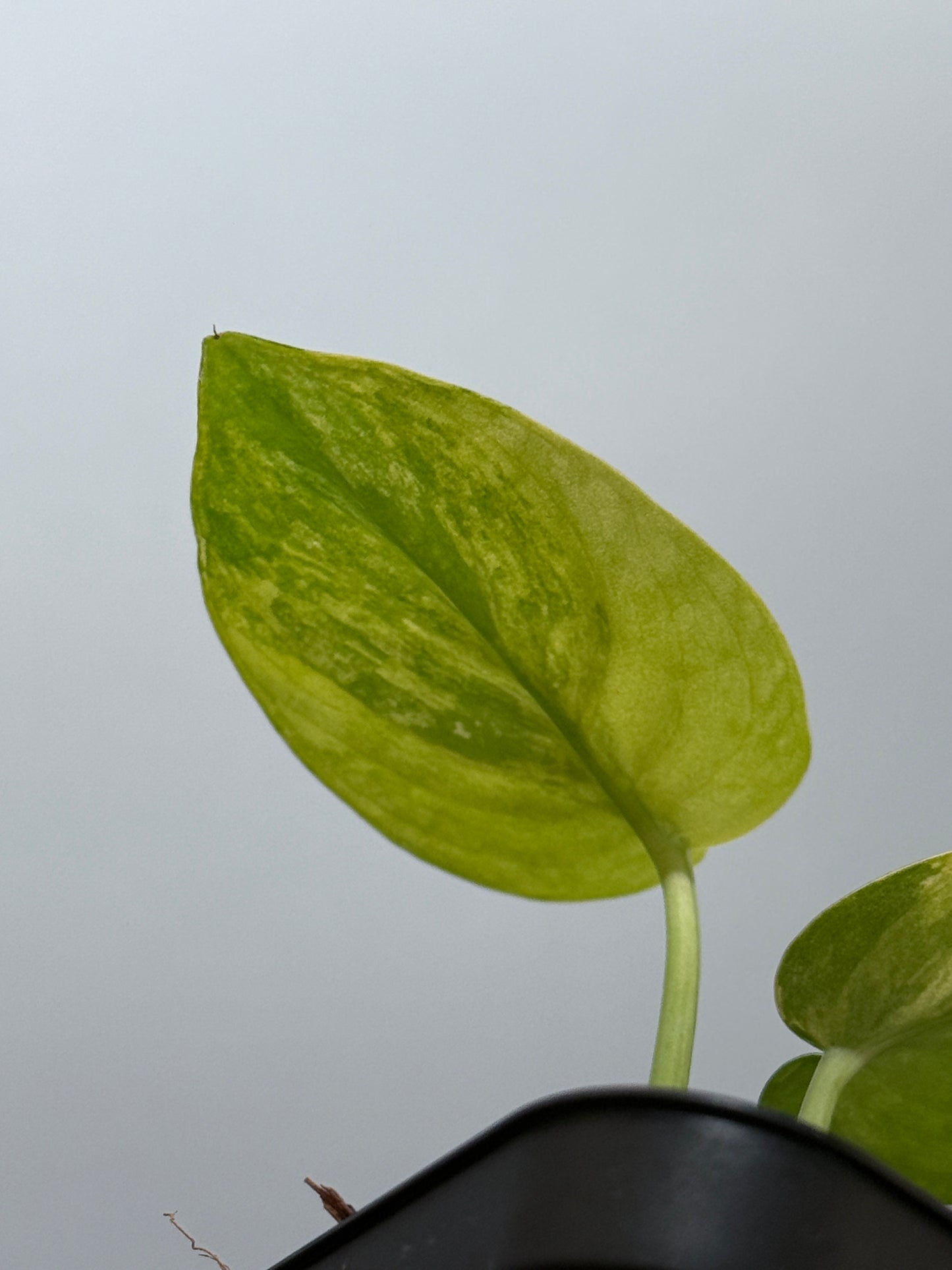 スキンダプサス プサカ / Scindapsus pusaka  (2)