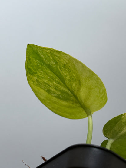 スキンダプサス プサカ / Scindapsus pusaka  (2)