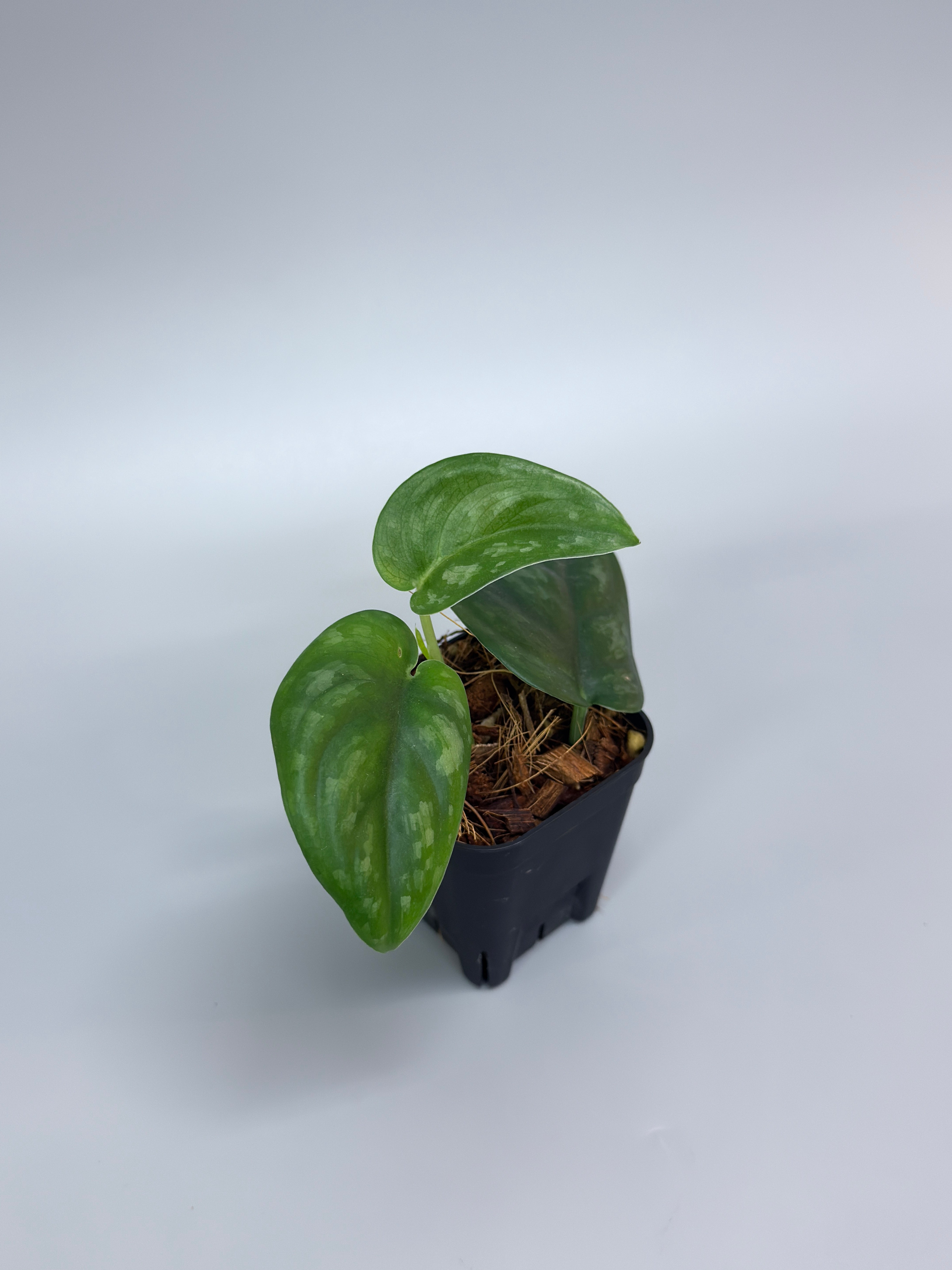 All Plants – Page 2 – Nakayama-Plants