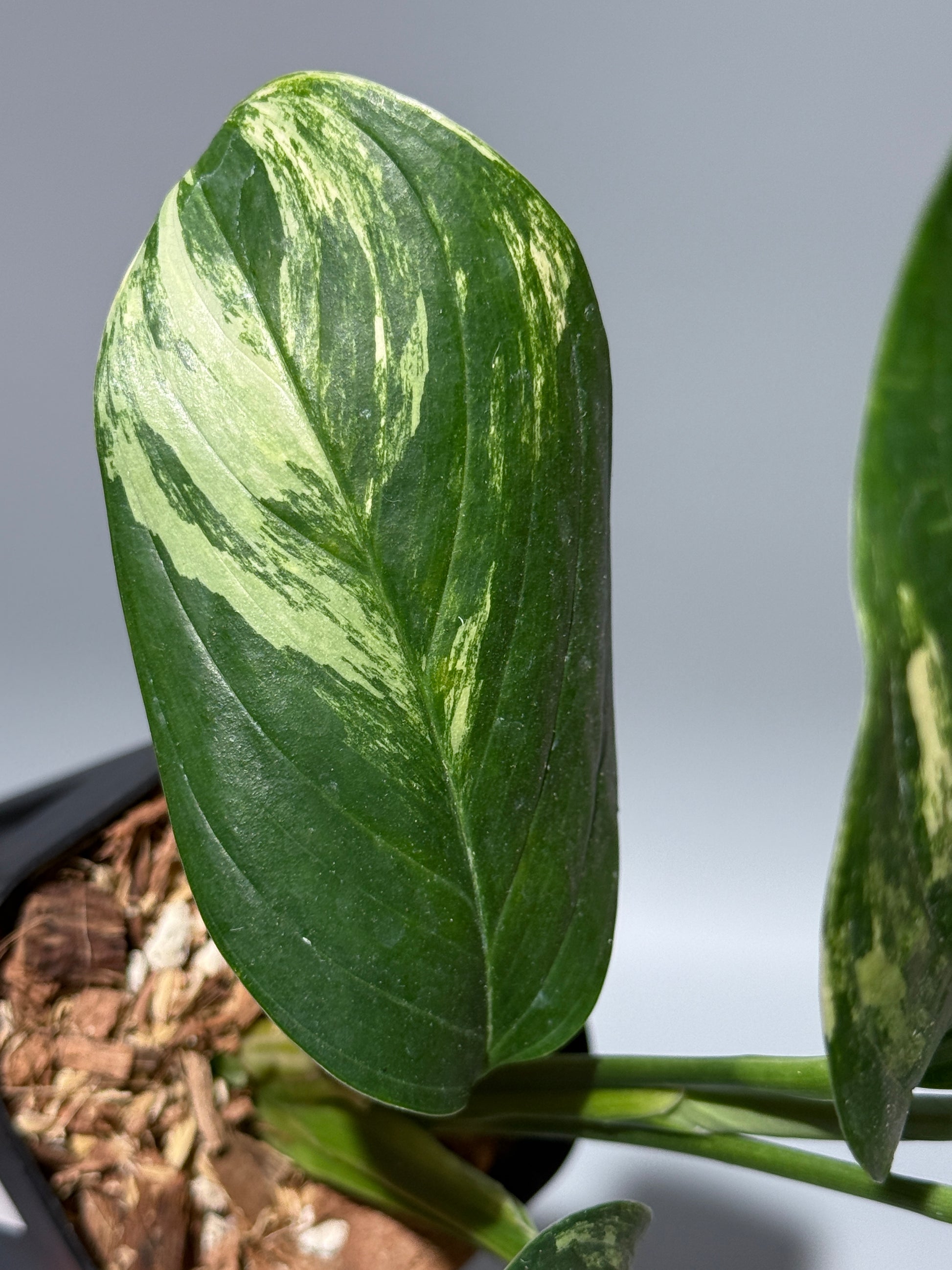 スキンダプサス ペラケンシス 斑入り / Scindapsus Perakensis var. (1)