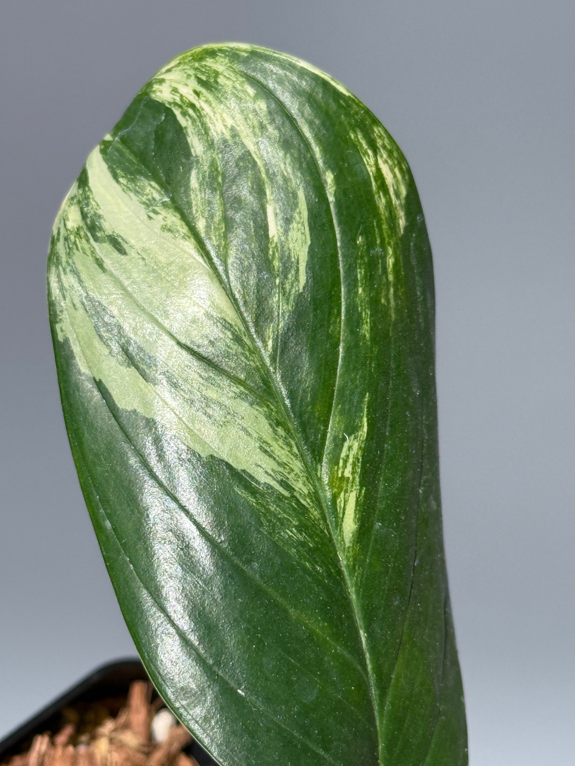 スキンダプサス ペラケンシス 斑入り / Scindapsus Perakensis var. (1)