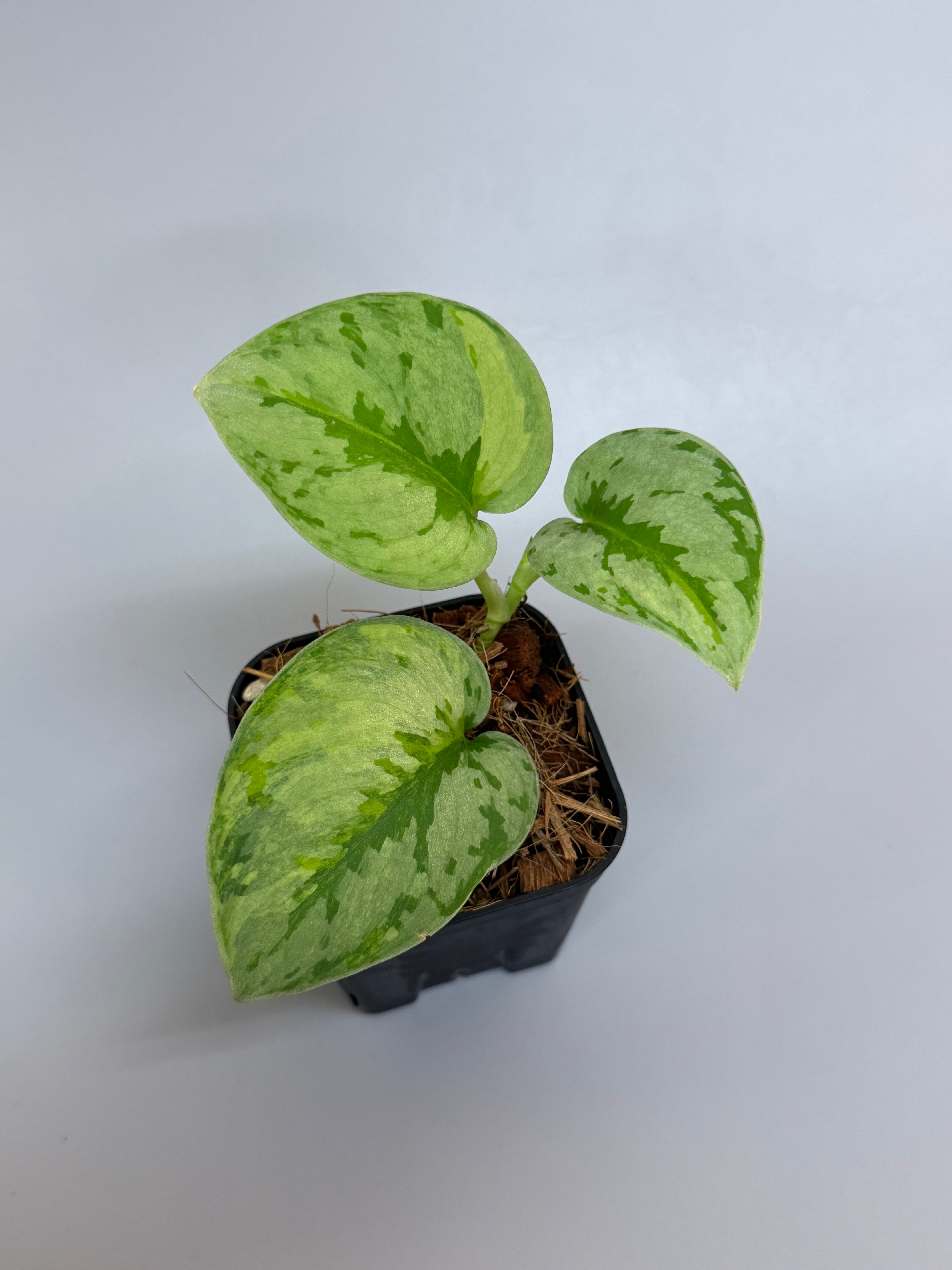 スキンダプサス ユパ スキンダプサス ユパ / Scindapsus Yupa (1) – Nakayama-Plants