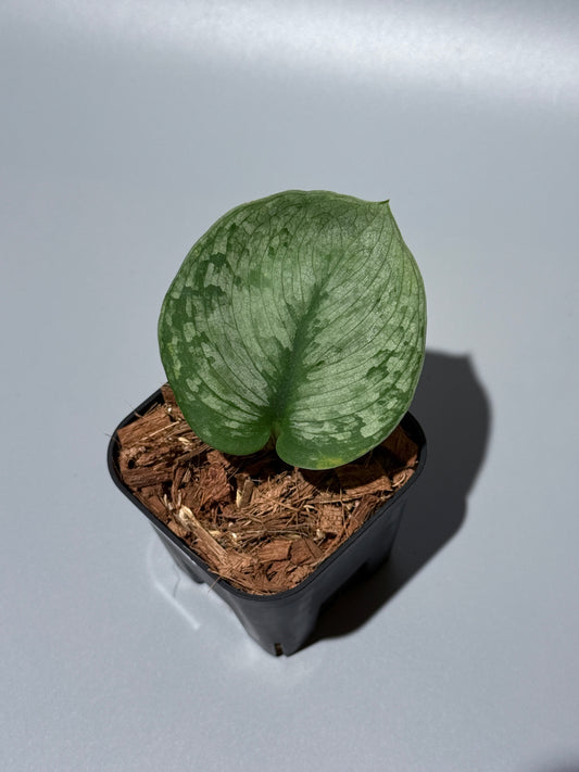 スキンダプサス ドラヤキ / Scindapsus Dorayaki (1)