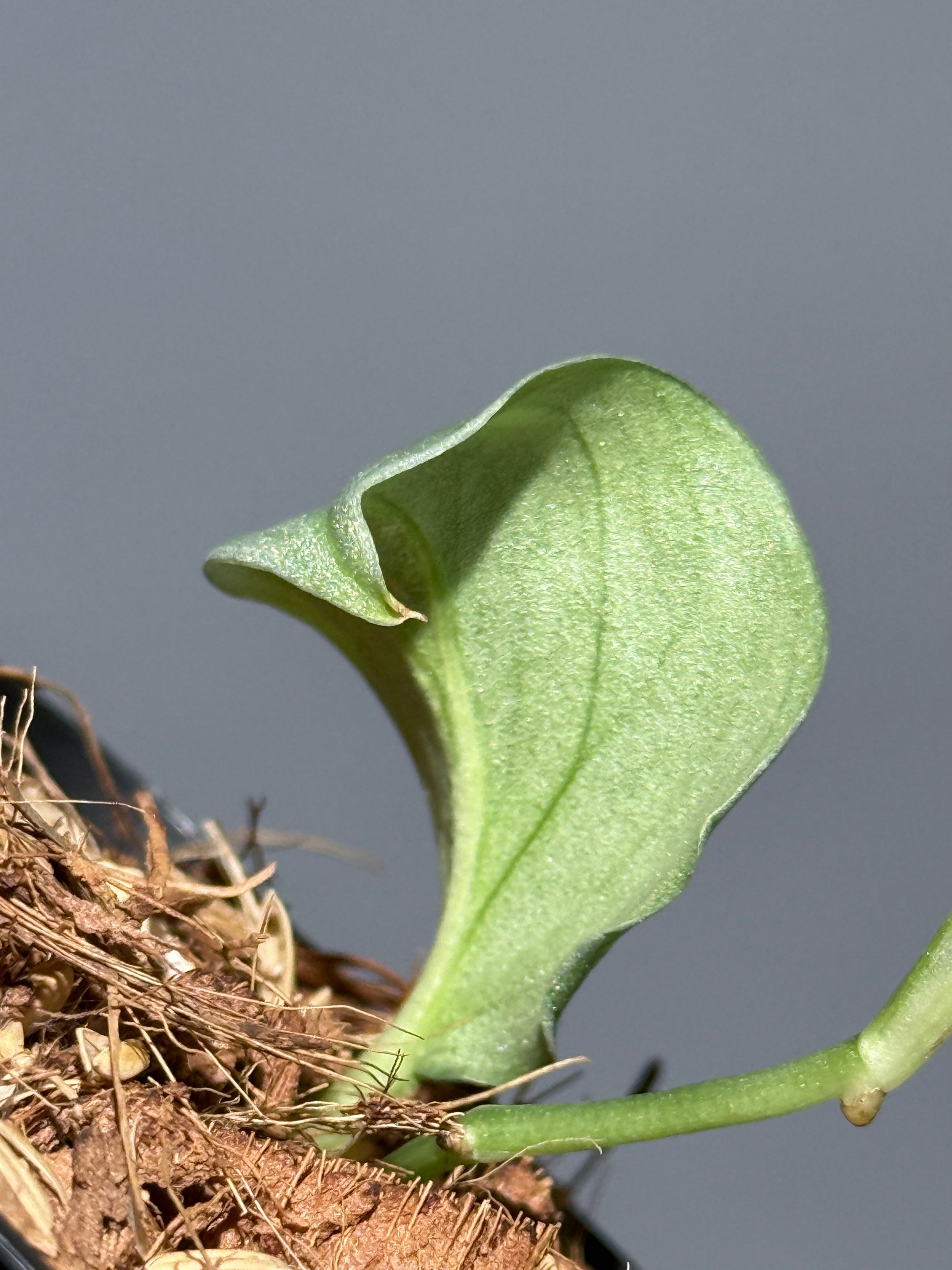スキンダプサス ウィアード / Scindapsus Weirdo (2)