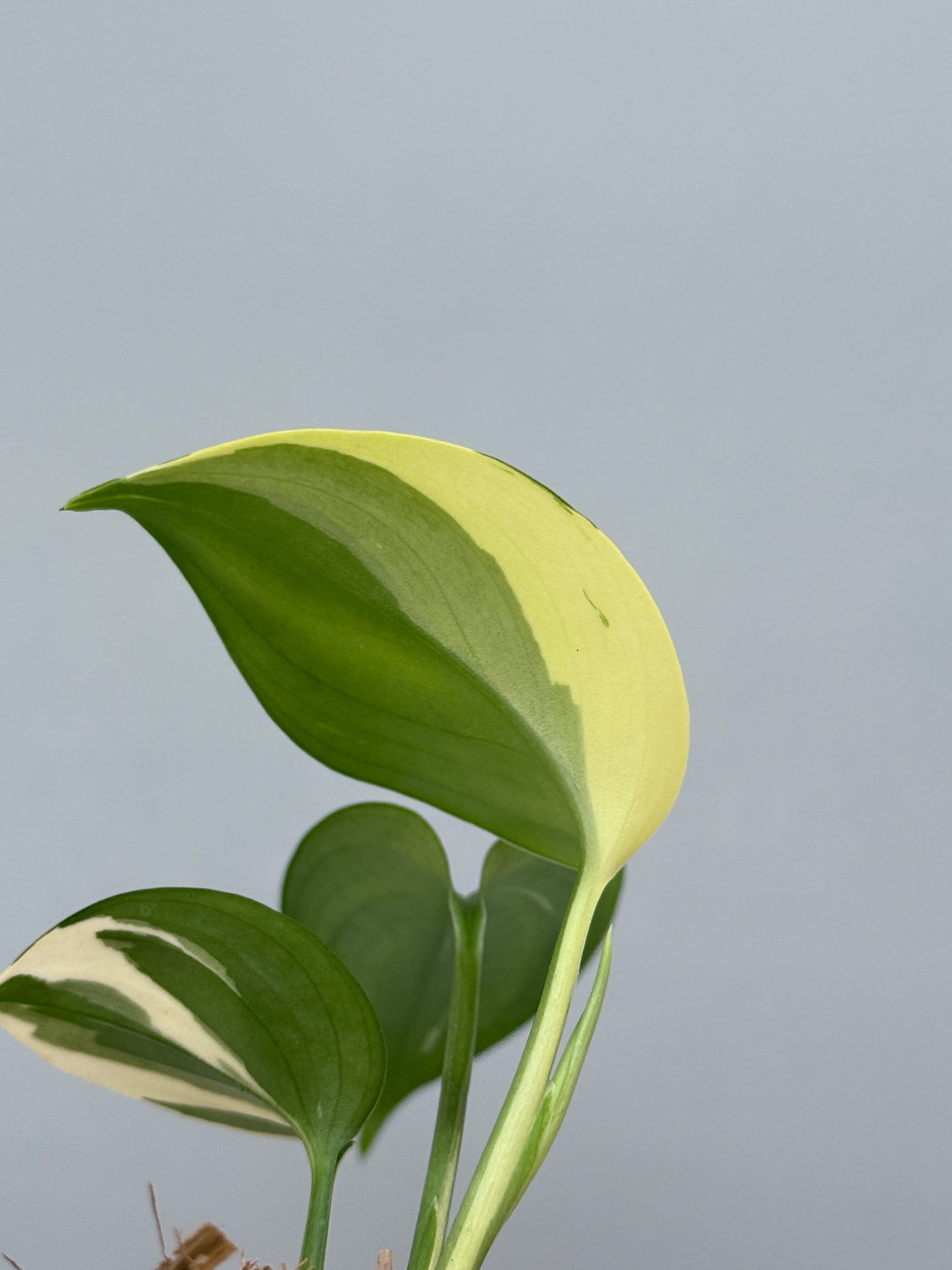 スキンダプサス ブルーアルボ  / Scindapsus Blue albo (3)