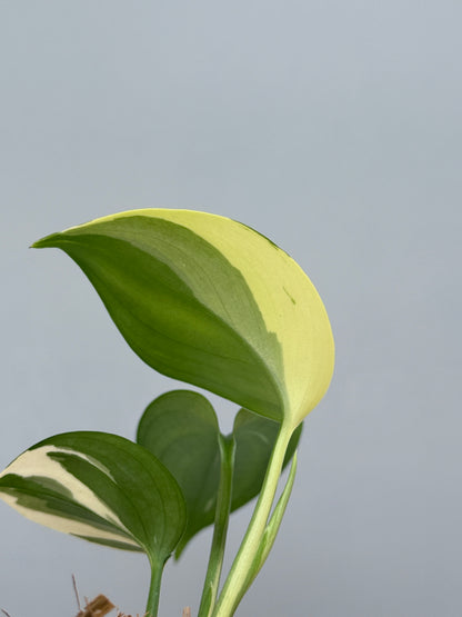 スキンダプサス ブルーアルボ  / Scindapsus Blue albo (3)