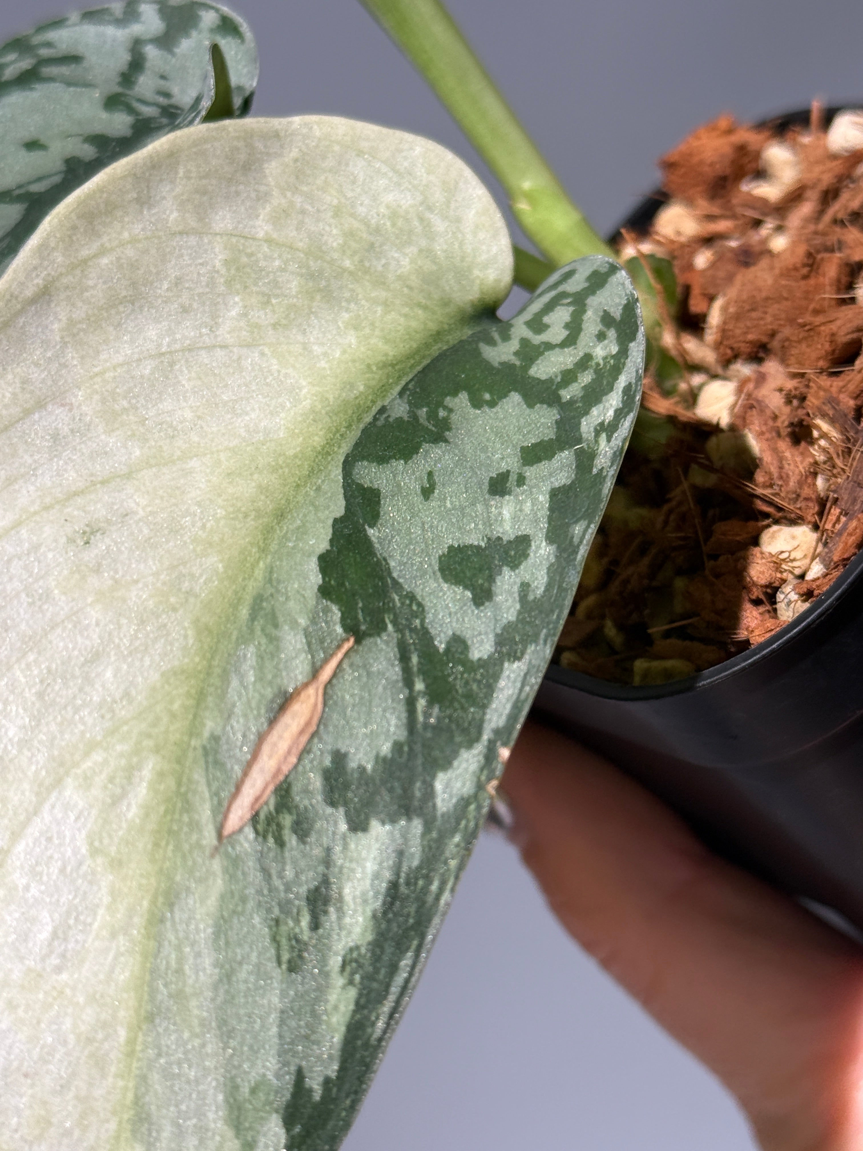 新着商品 – Nakayama-Plants