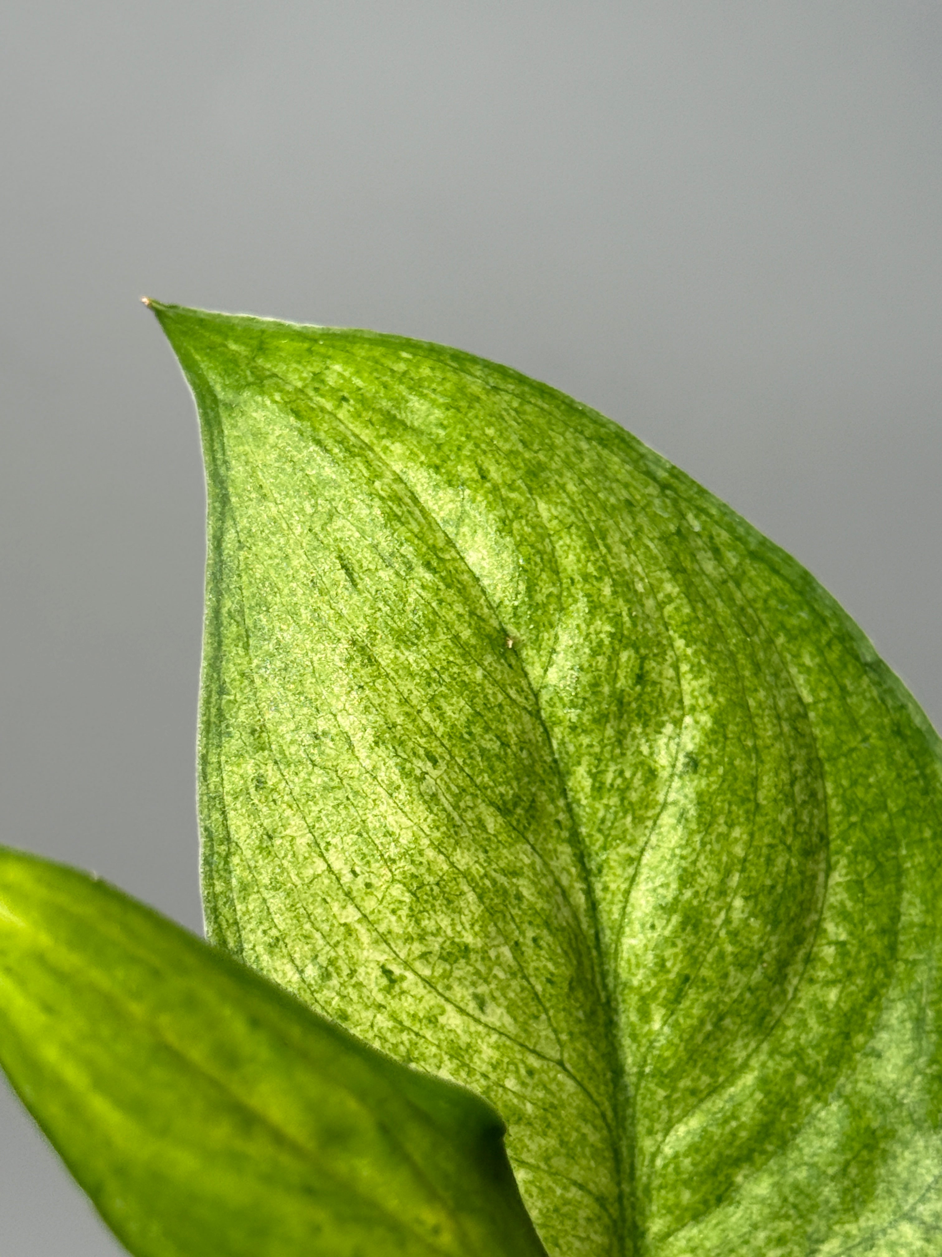All Plants – Page 2 – Nakayama-Plants