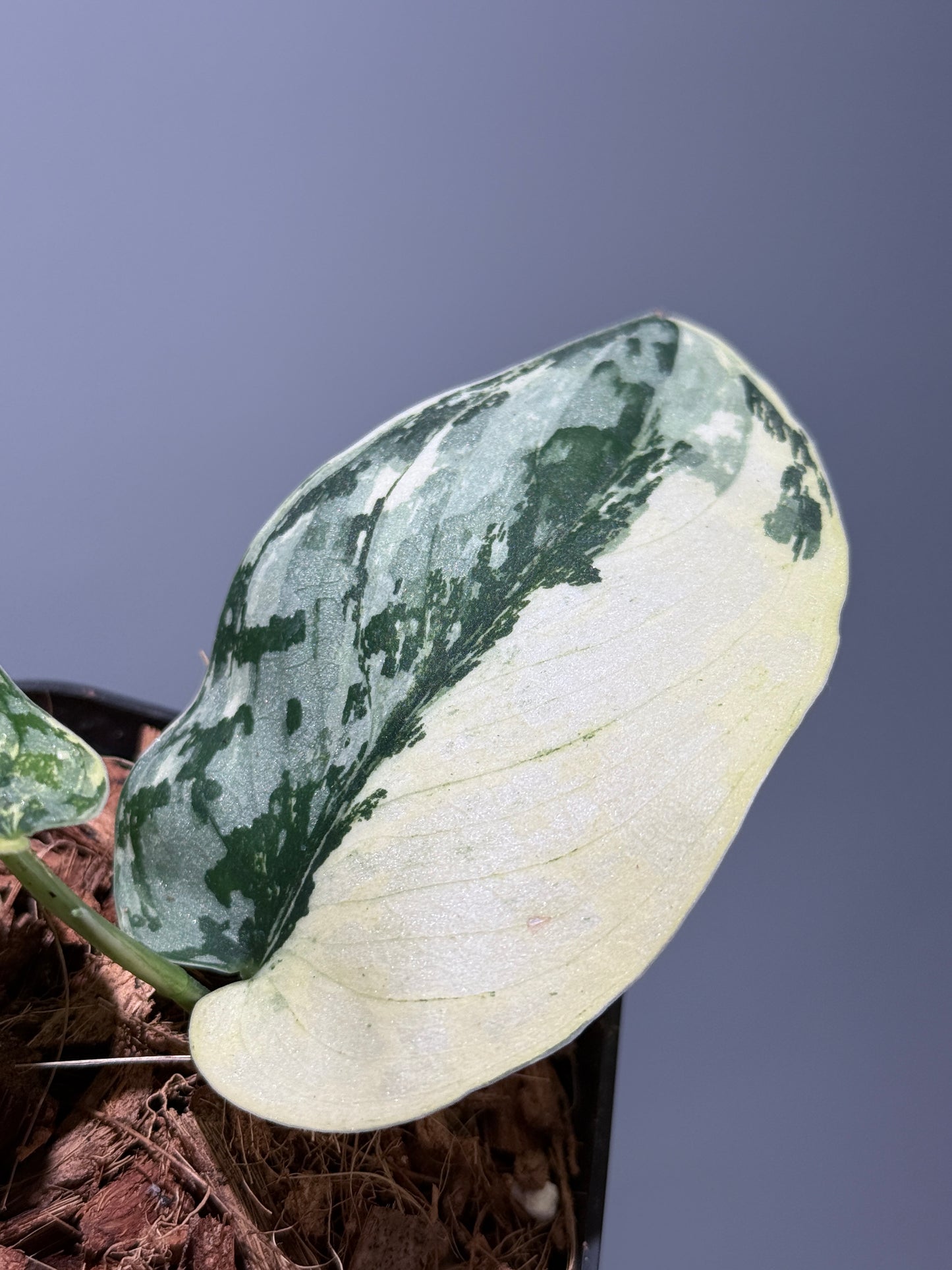 スキンダプサス マリポーサ / Scindapsus Mariposa(2)