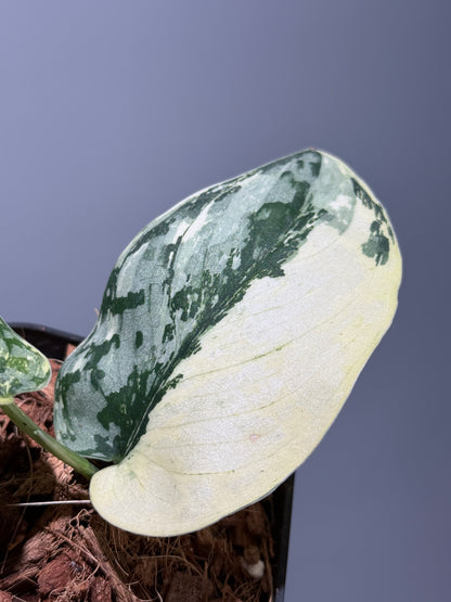 スキンダプサス マリポーサ / Scindapsus Mariposa(2)