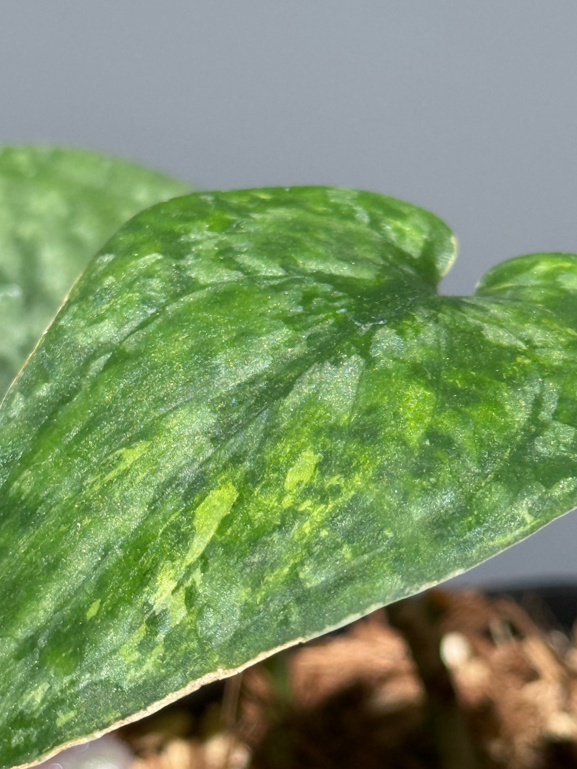 スキンダプサス レオパード / Scindapsus Leopard (1)