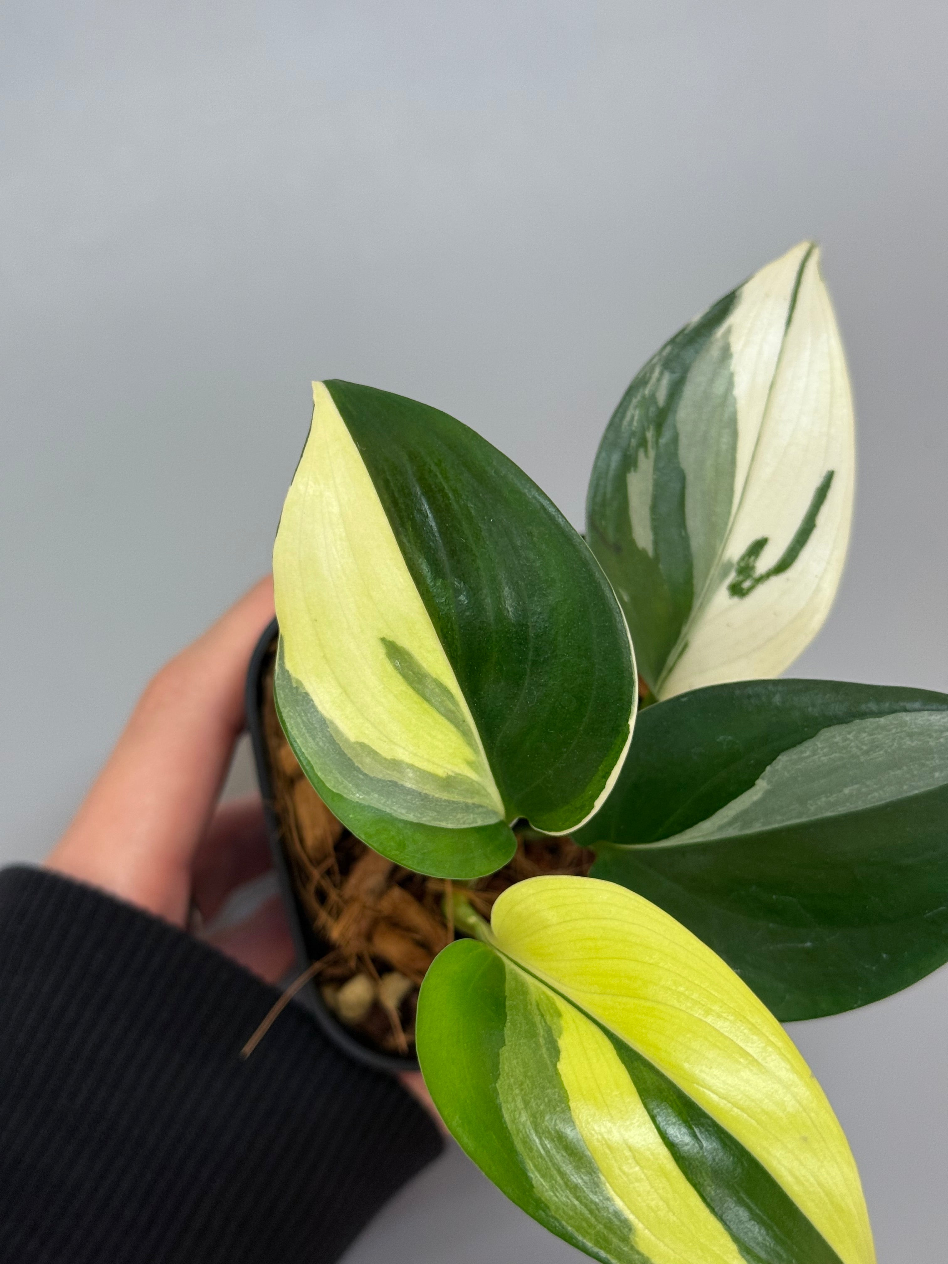 Nakayama Plants – Nakayama-Plants