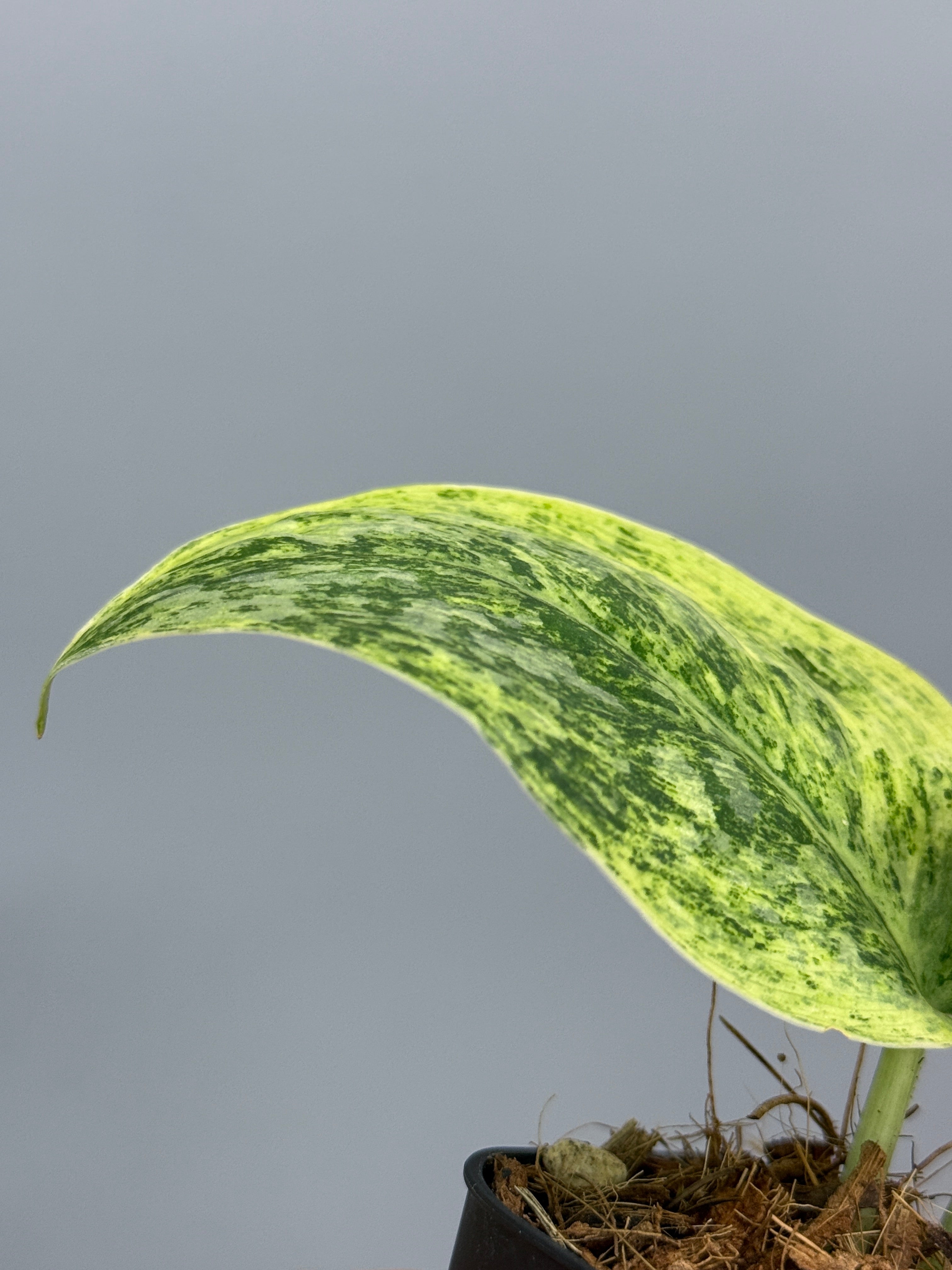 スキンダプサス テンバガ / Scindapsus Tembaga (2) – Nakayama-Plants