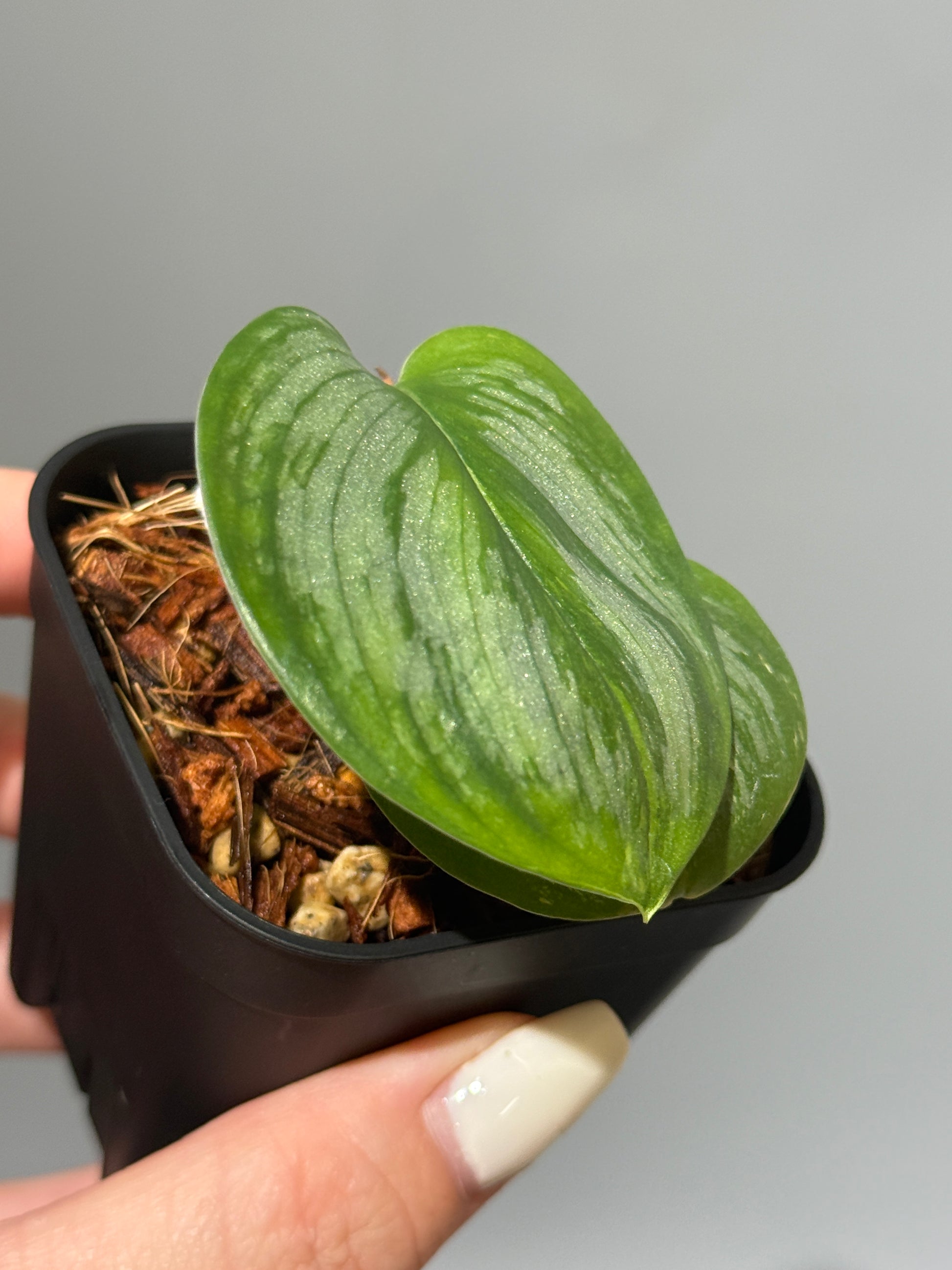 スキンダプサス ルビコン 斑入り  / Scindapsus Rubicon var.  (1)
