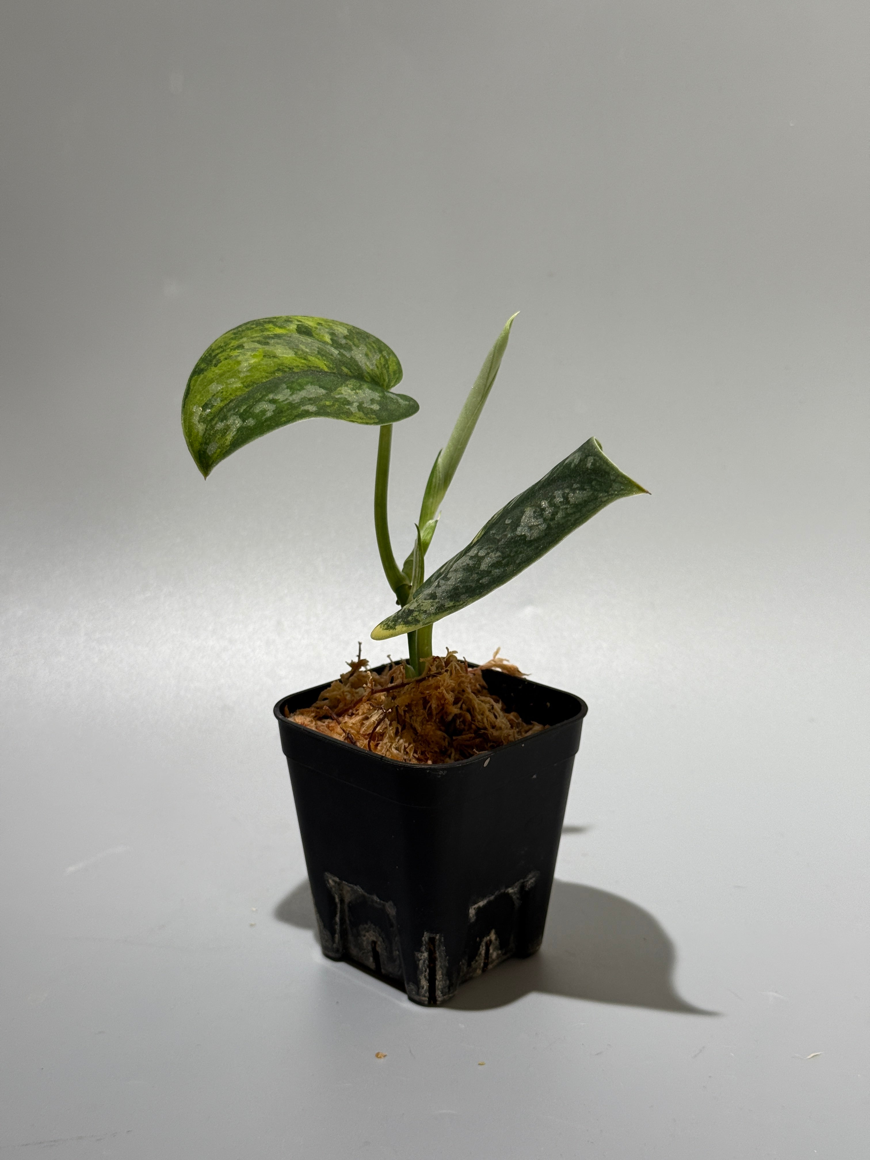 スキンダプサス グリーン ダイヤモンド / Scindapsus Green diamond (1