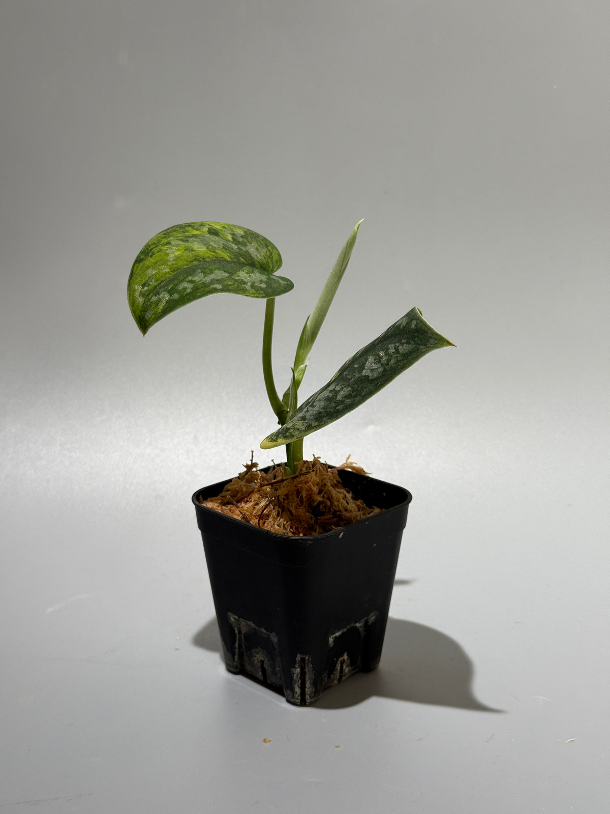 スキンダプサス グリーン ダイヤモンド / Scindapsus Green diamond (1)