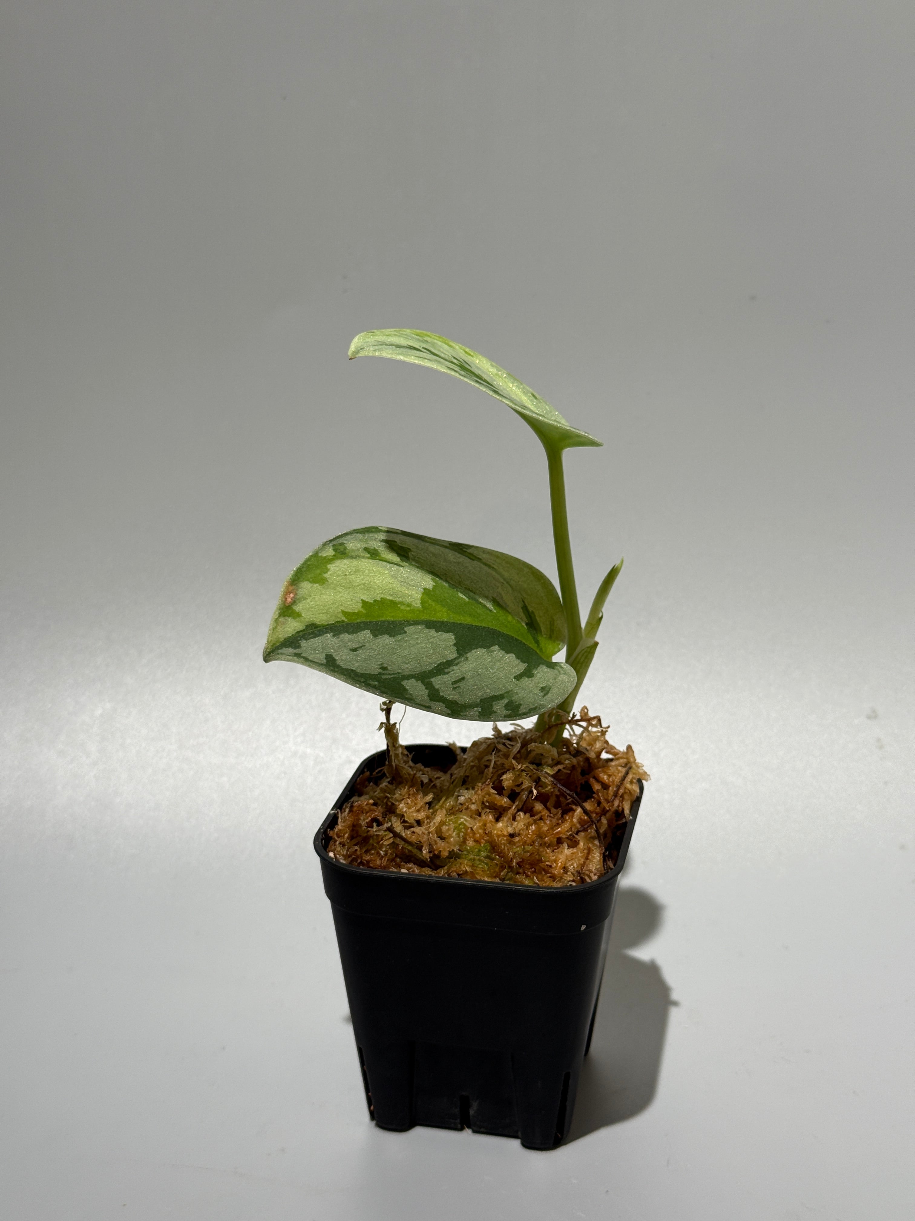スキンダプタス　ユパ スキンダプサス ユパ / Scindapsus Yupa (3) – Nakayama-Plants