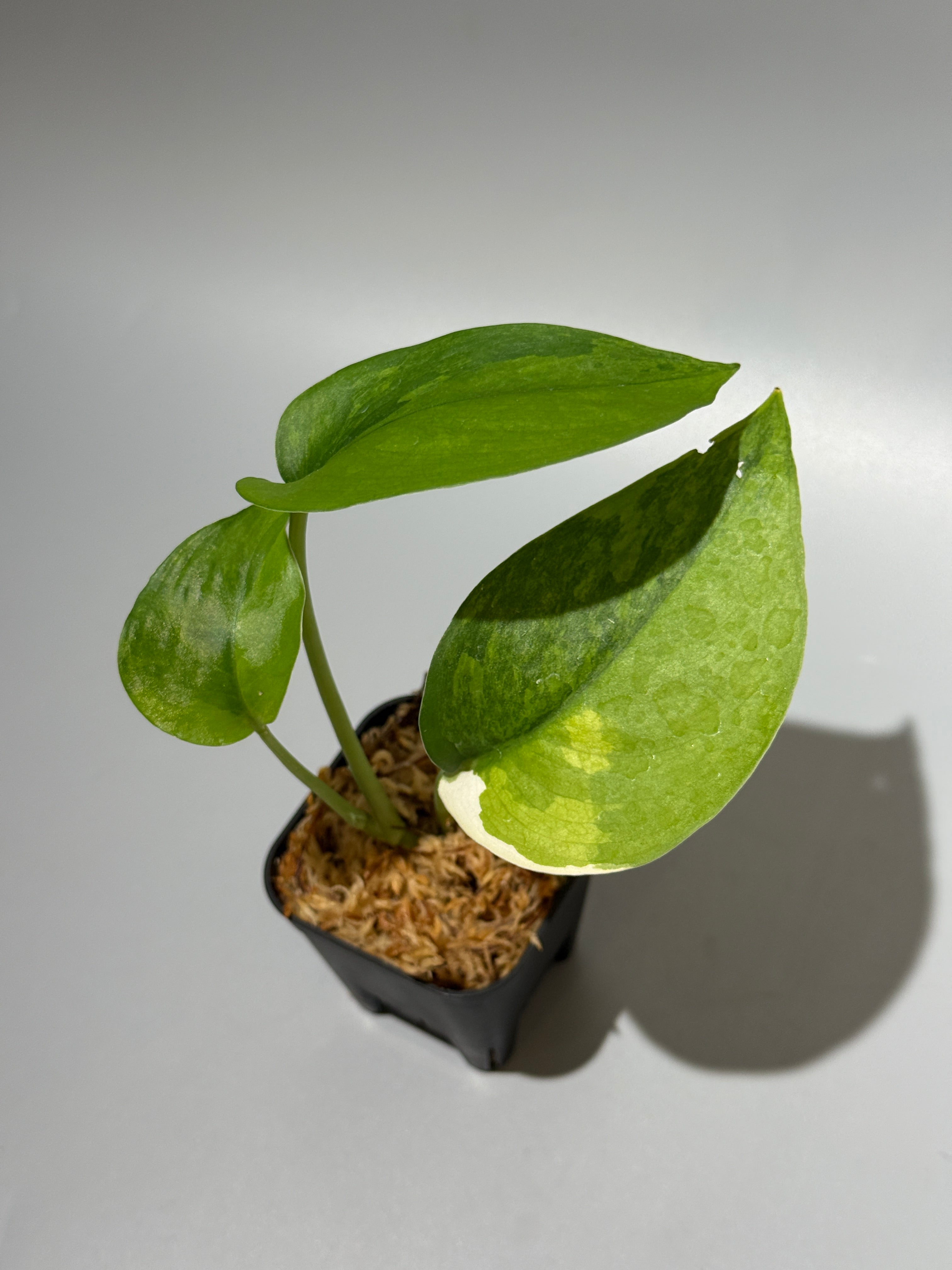 初めてのスキンダプサス – Nakayama-Plants